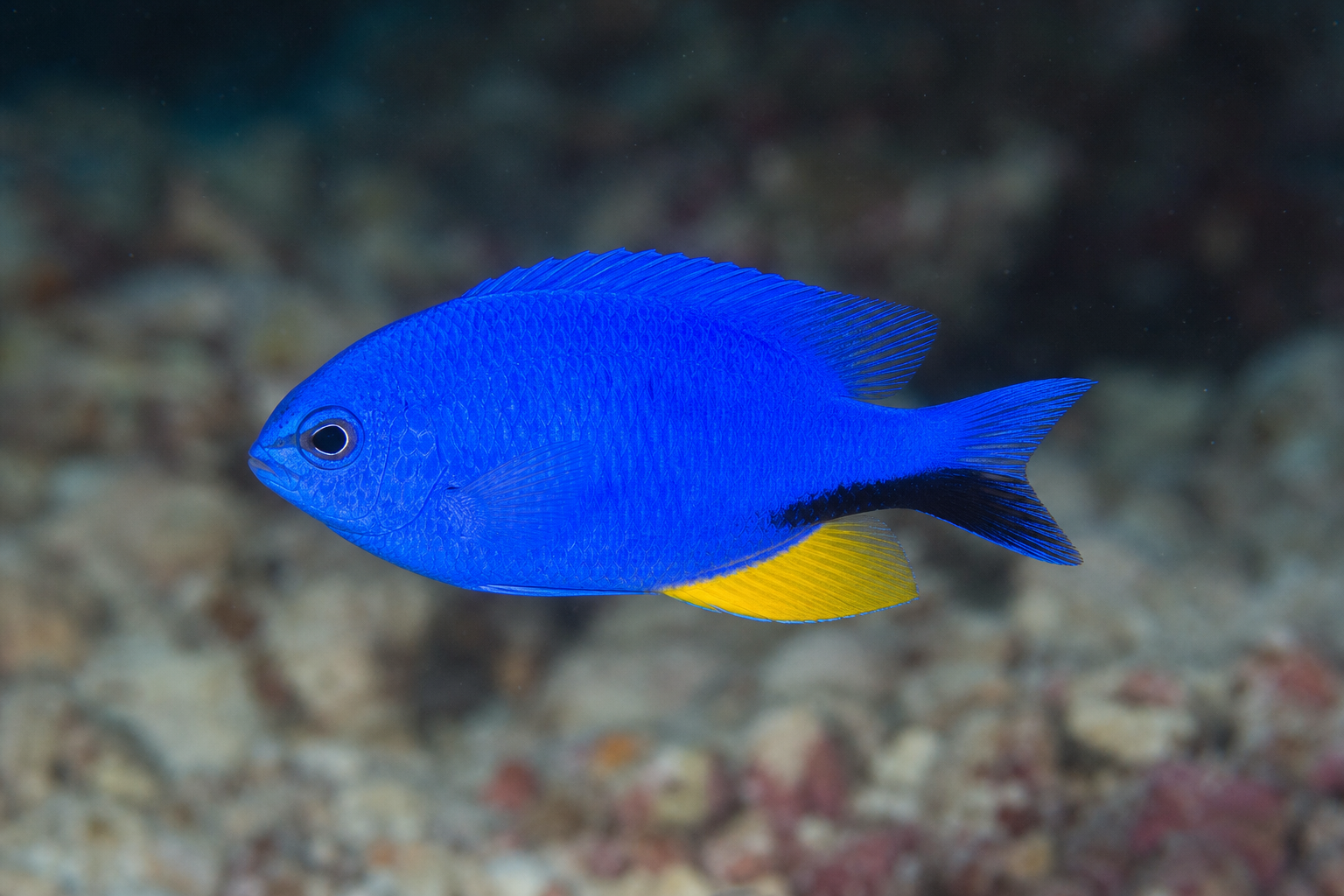 Allen's damsel