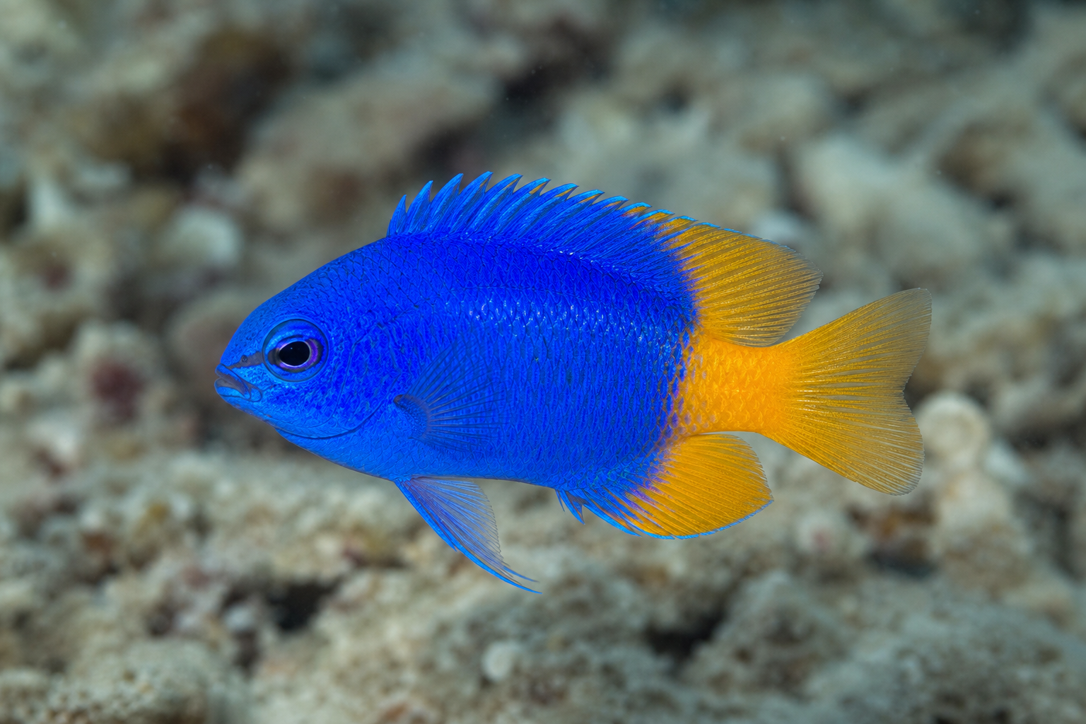 Castagnola neon (Pomacentrus coelestis)