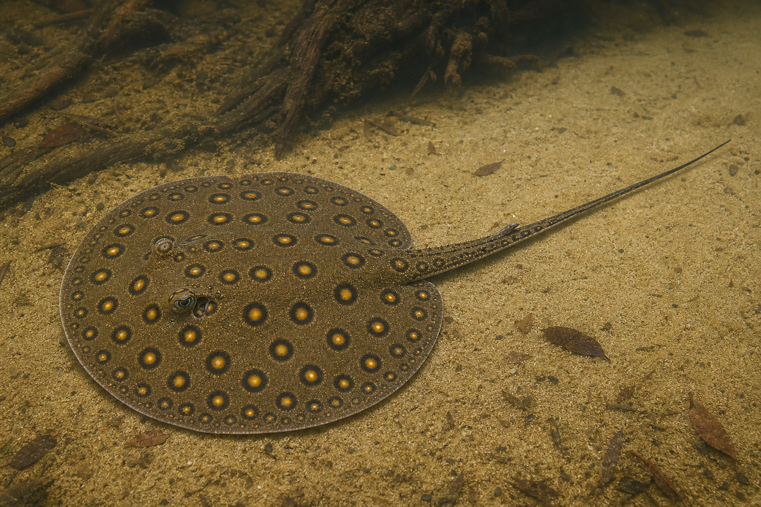 Pauwoogzoetwaterrog (Potamotrygon motoro)