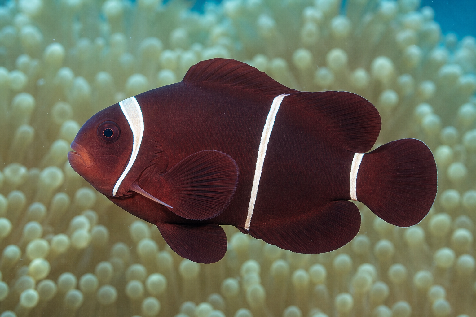 Pez payaso granate (Premnas biaculeatus)