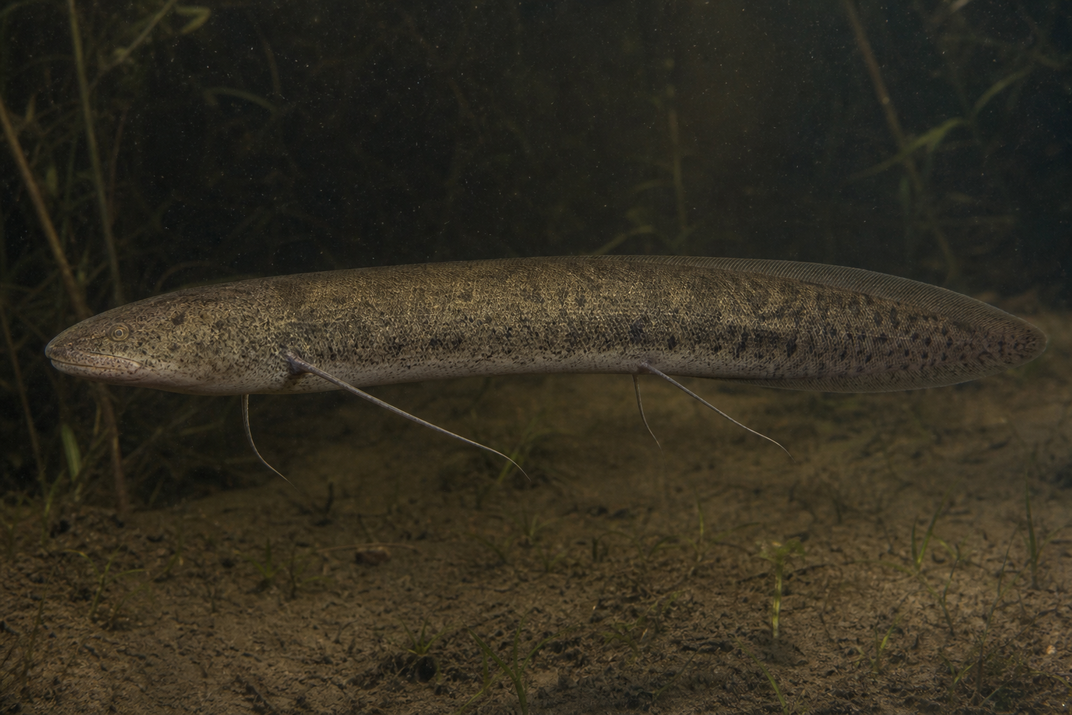 Peixe-pulmonado da África Ocidental (Protopterus annectens)