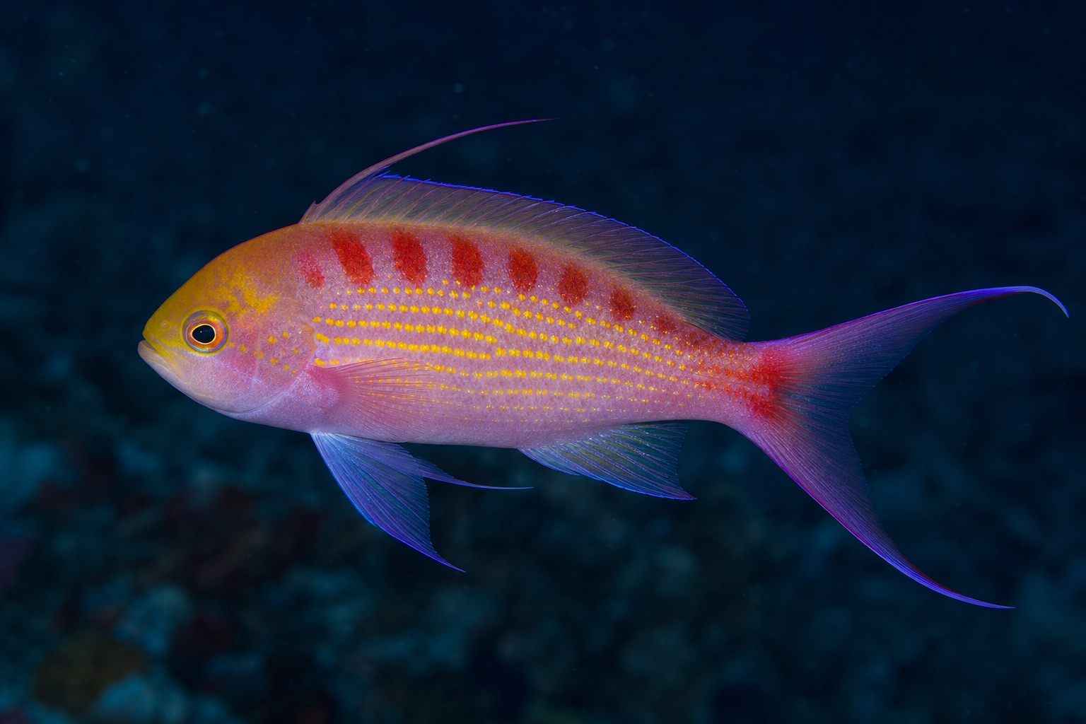 Anthias flavoguttatus (Pseudanthias flavoguttatus)