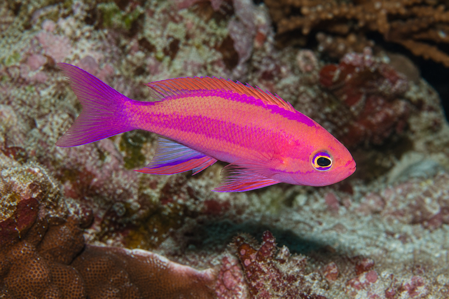 Anthias de Randall (Pseudanthias randalli)