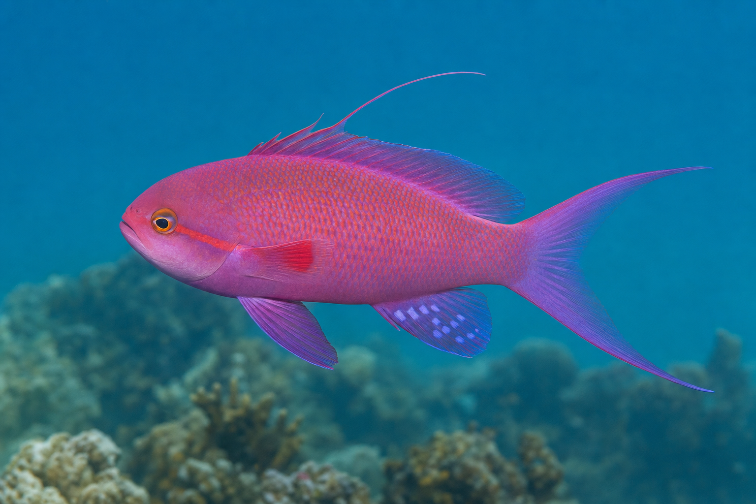Antias lirogonowy (Pseudanthias squamipinnis)