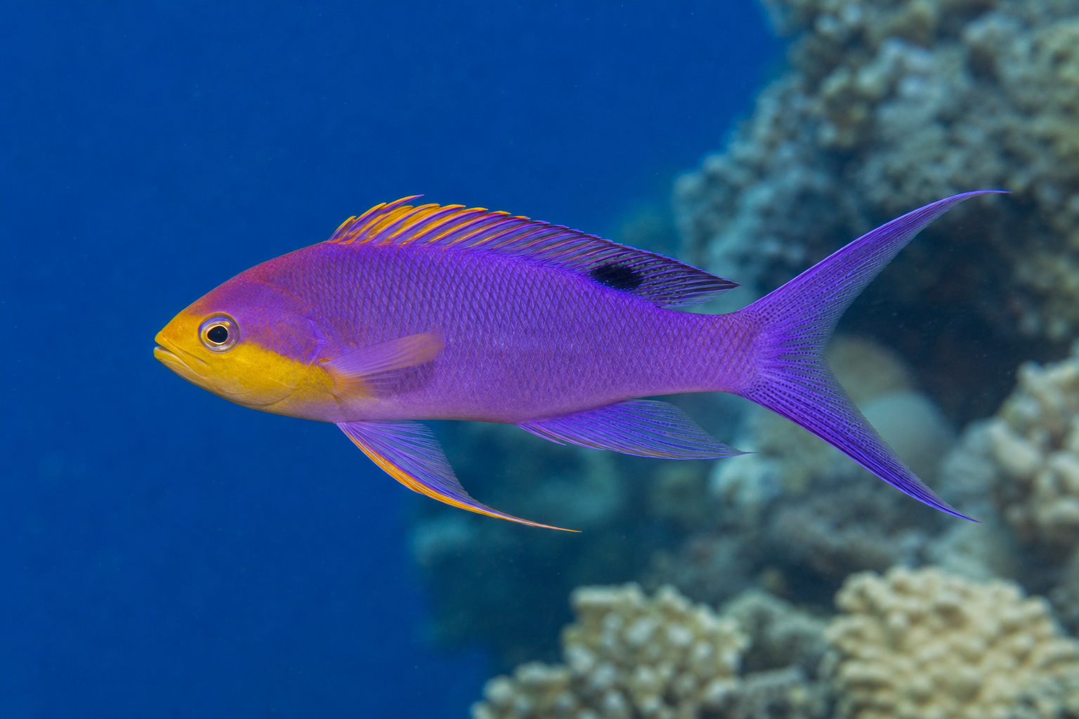 Antias purpurowa królowa (Pseudanthias tuka)