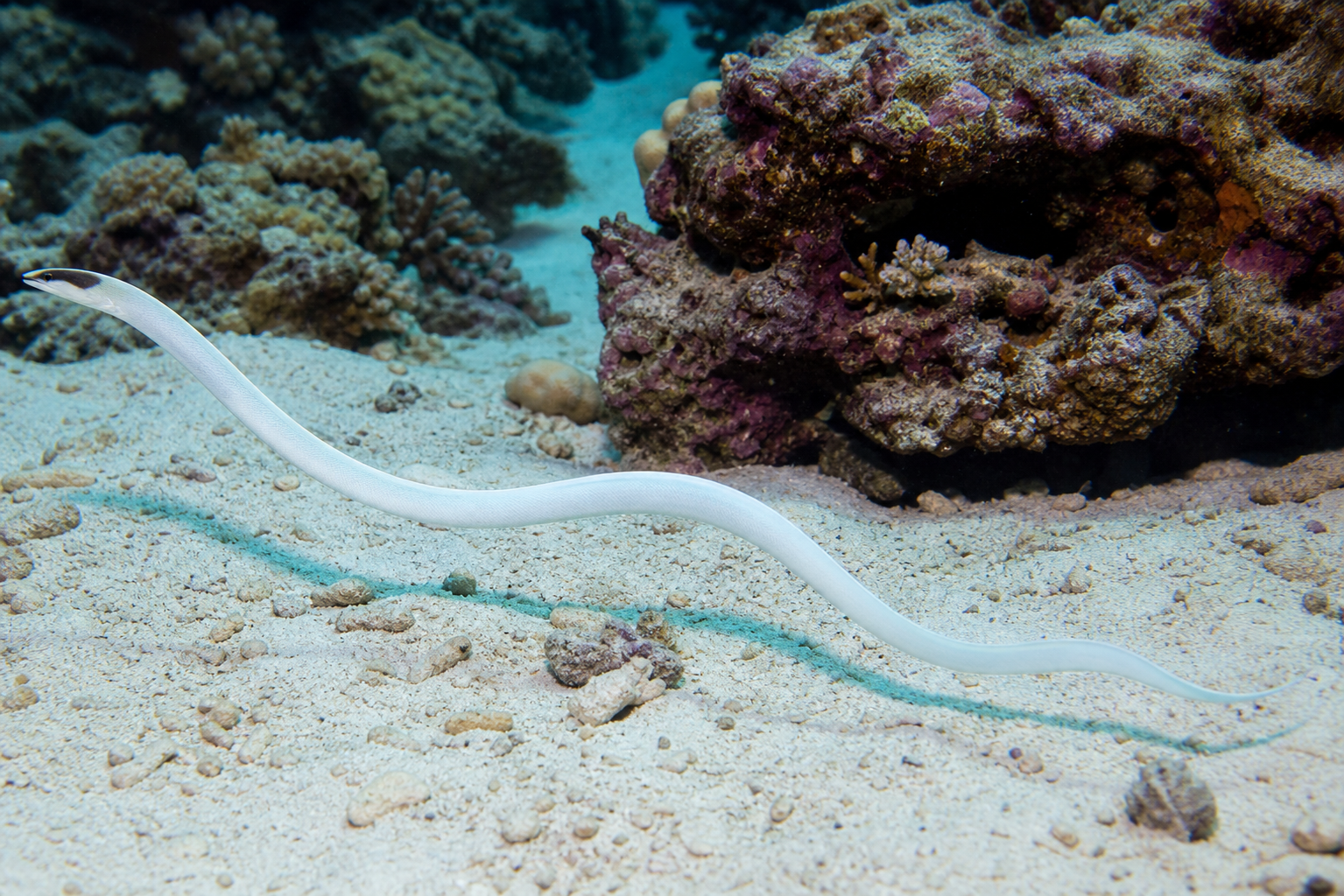 Weiße Bandmuräne (Pseudechidna brummeri)