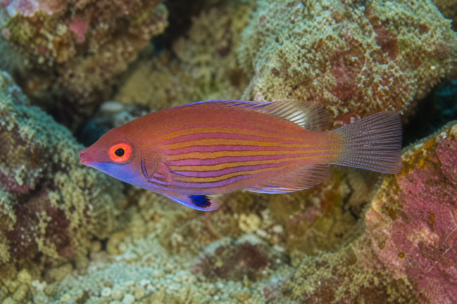 Pink-streaked wrasse