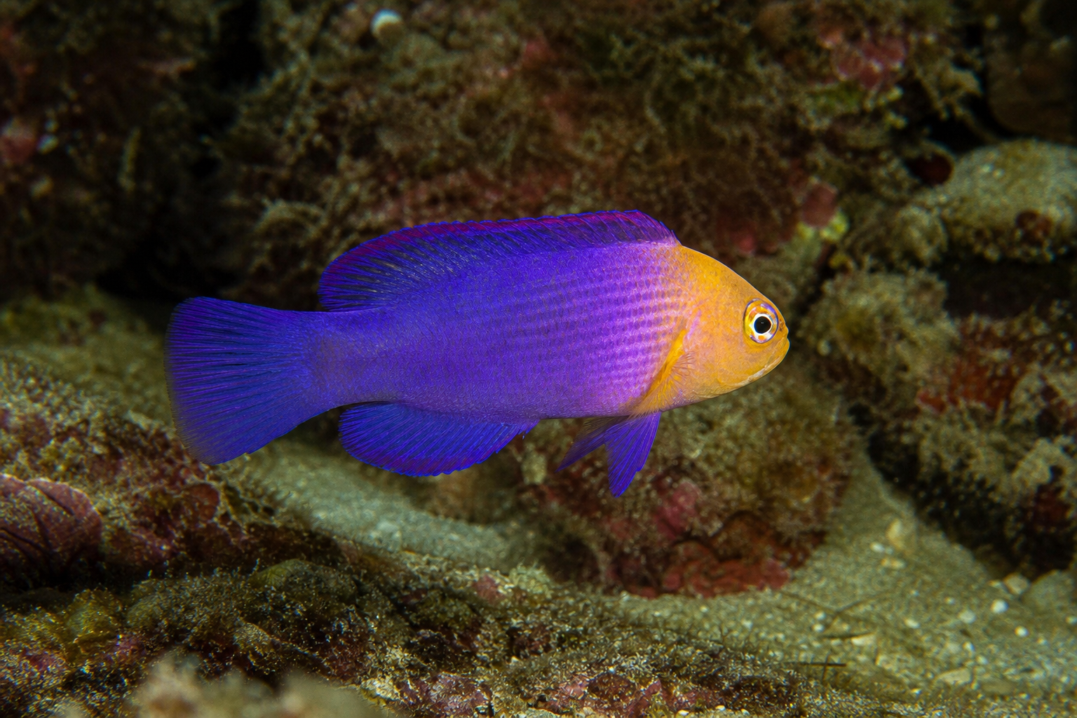 Redhead dottyback (Pseudochromis dilectus)