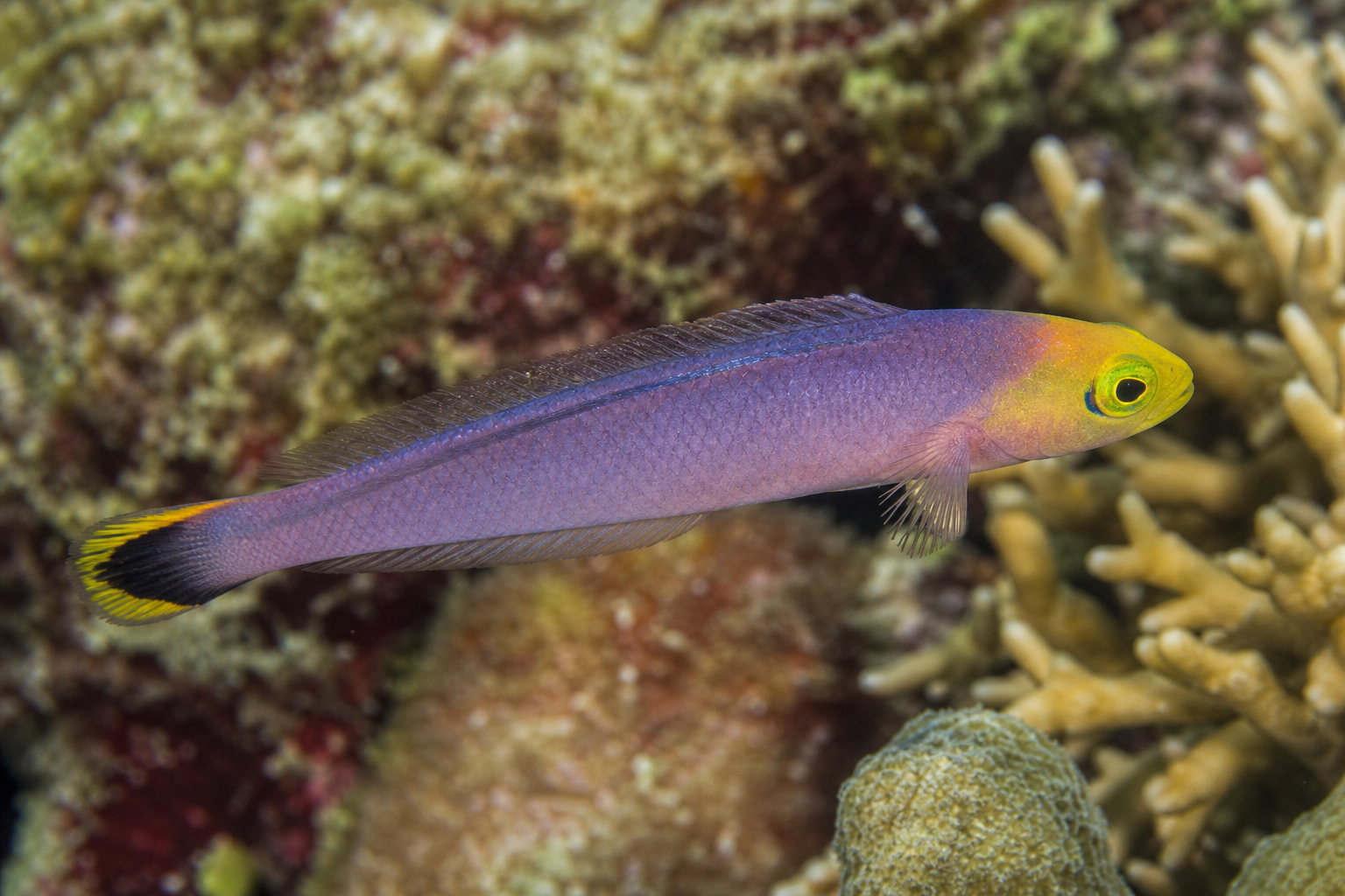 Langgestreckter Zwergbarsch (Pseudochromis elongatus)