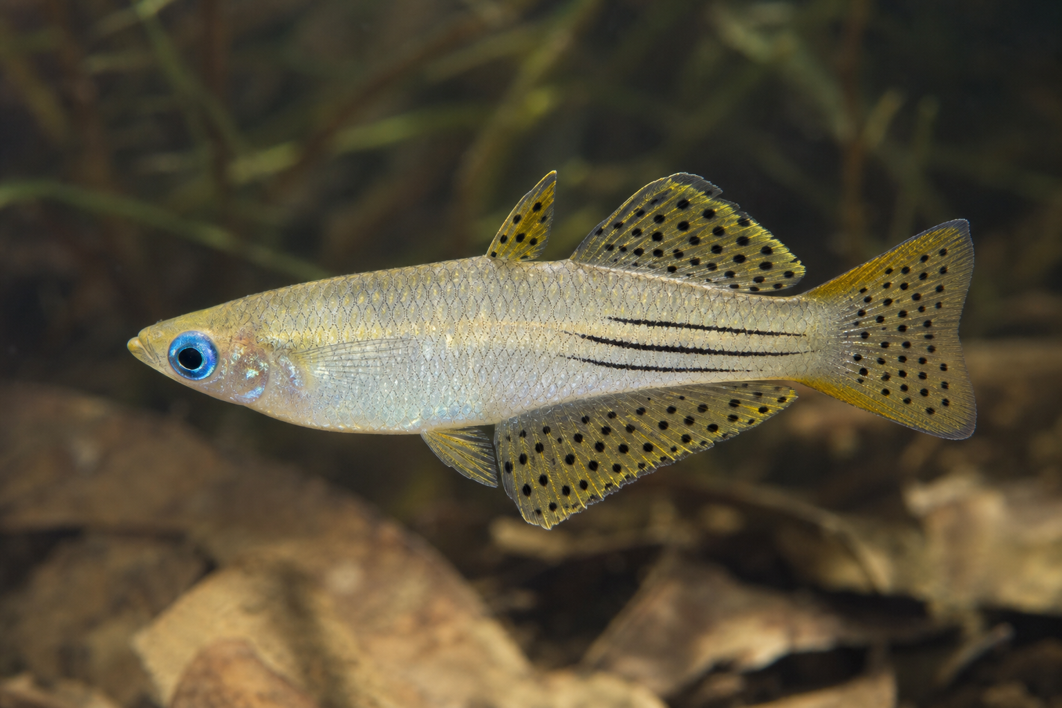Spotted blue-eye (Pseudomugil gertrudae)