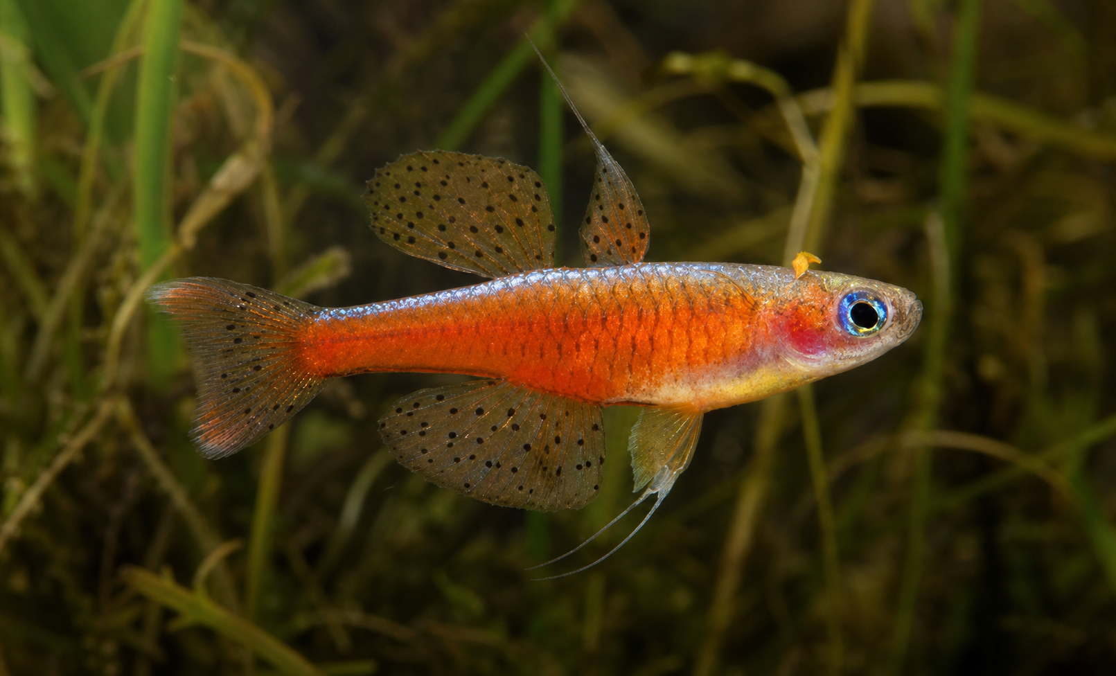 Olho-azul-néon-vermelho (Pseudomugil luminatus)