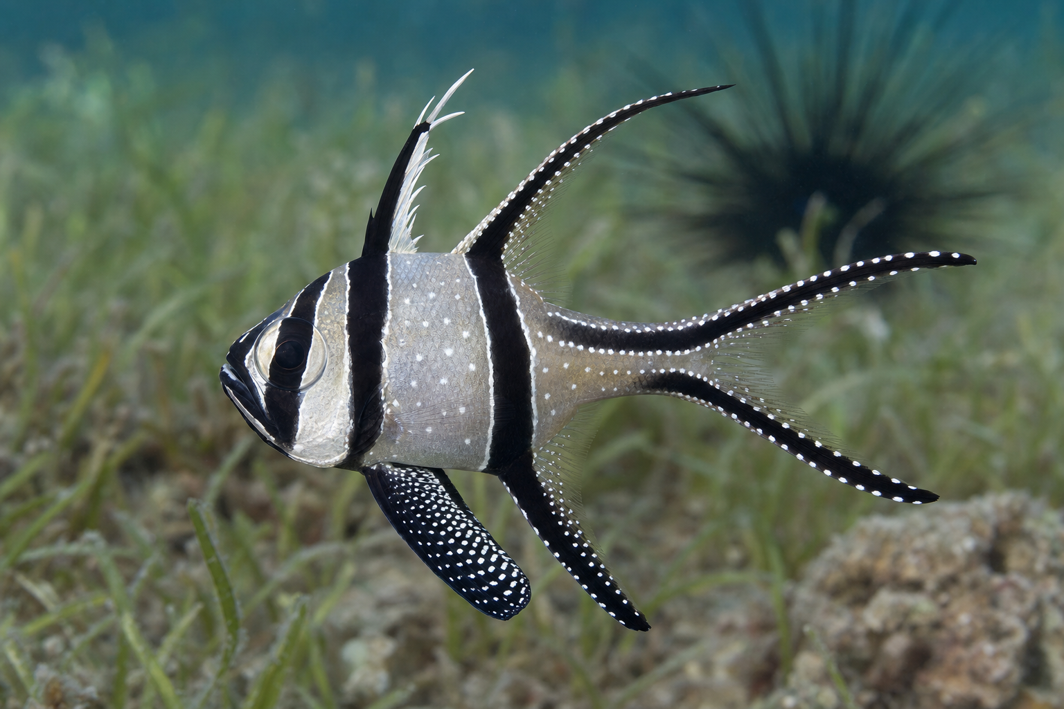 Banggai cardinalfish