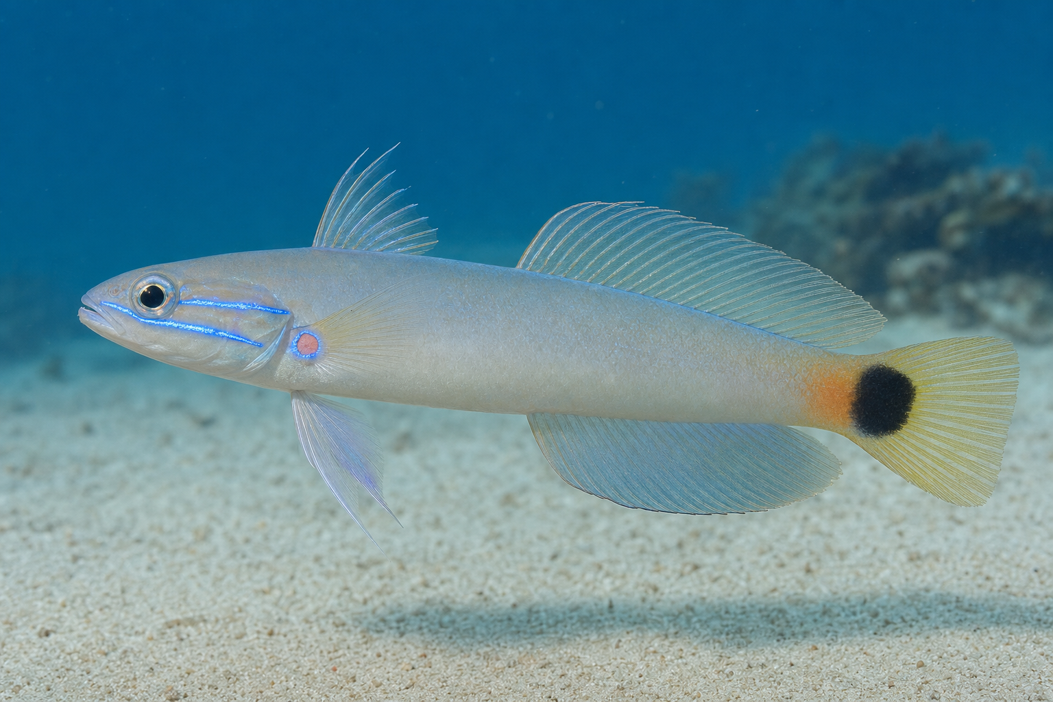 Blackfin dartfish