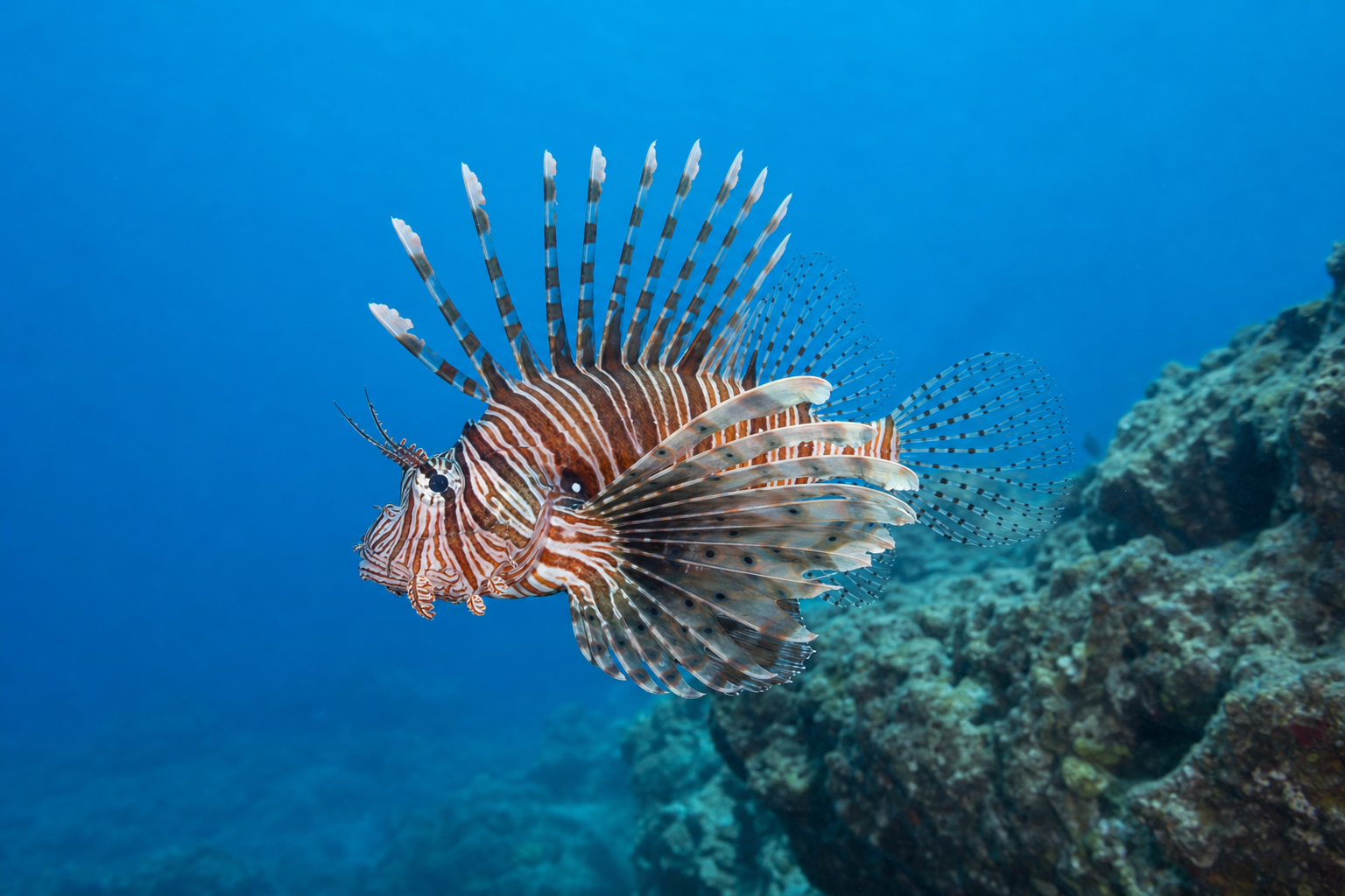 Skrzydlica czerwona (Pterois volitans)