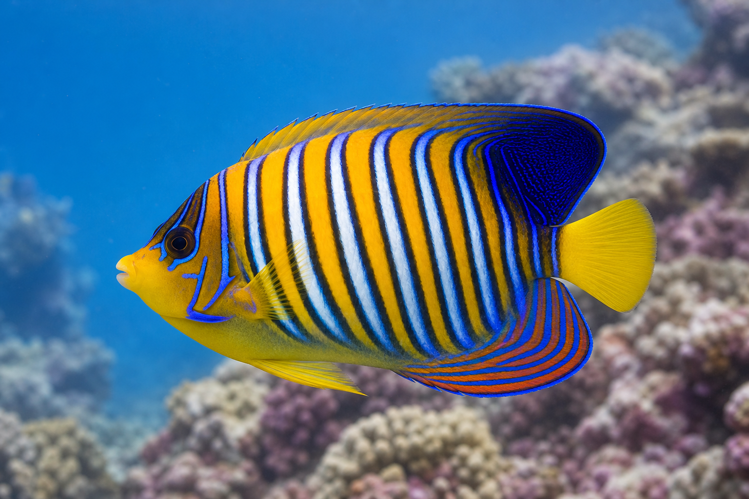 Koninklijke keizersvis (Pygoplites diacanthus)