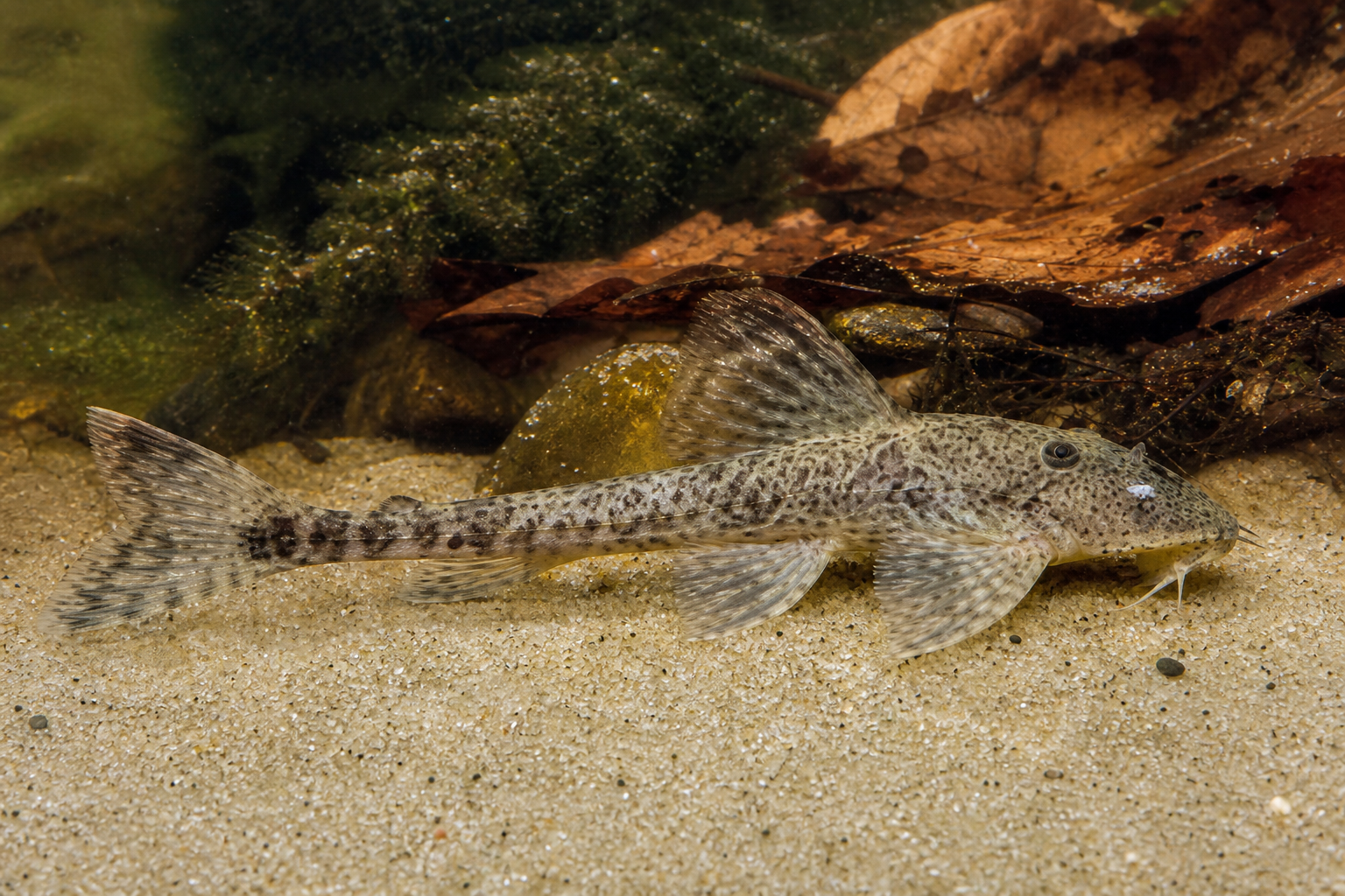 Bagre látigo (Rineloricaria fallax)