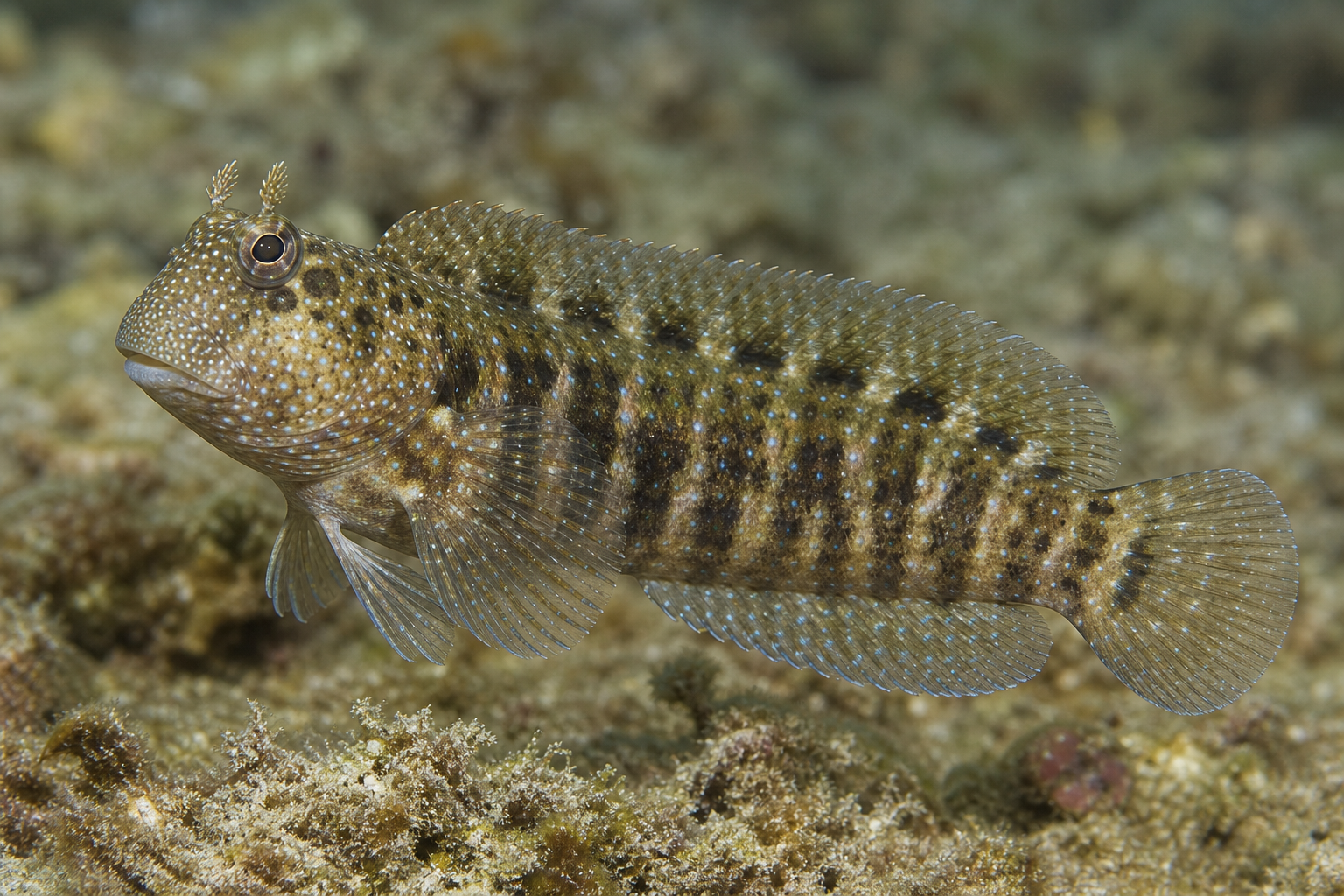 Jewelled lawnmower blenny