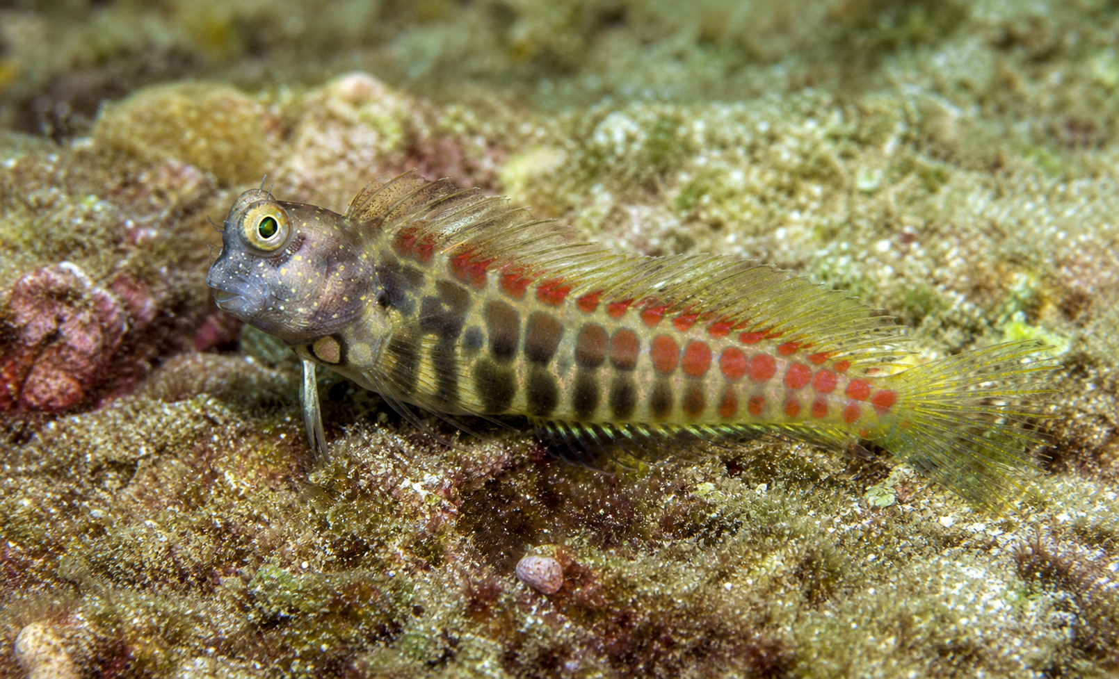 Segmented blenny (Salarias segmentatus)