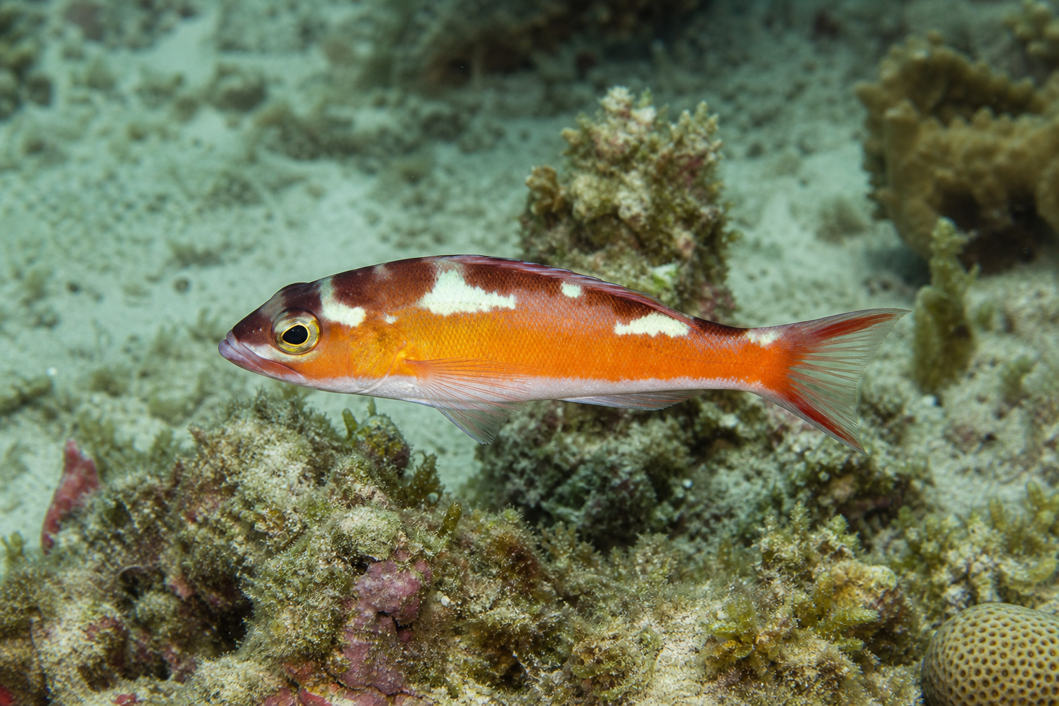Tabak-Sägebarsch (Serranus tabacarius)