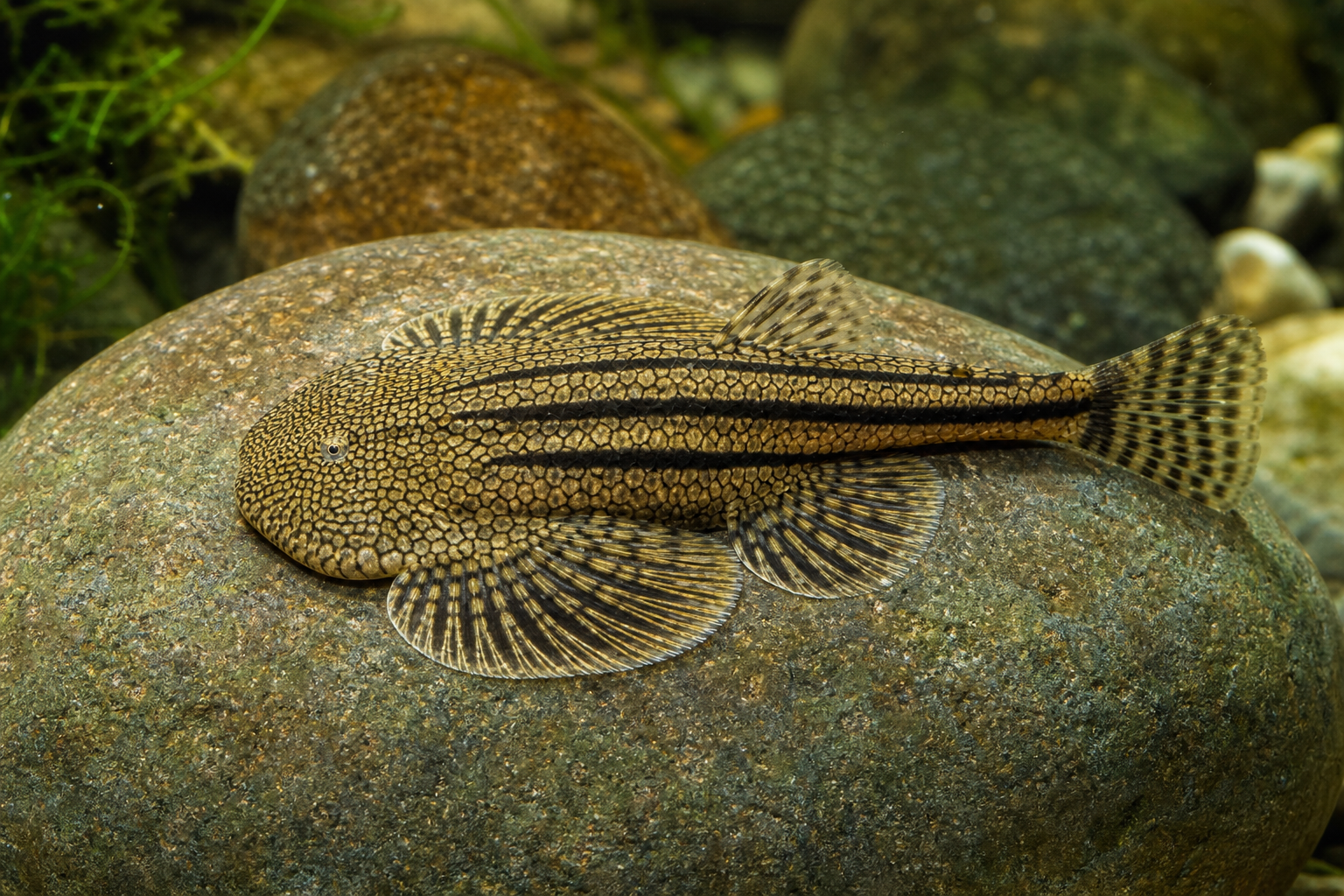 Cobite di torrente reticolato (Sewellia lineolata)