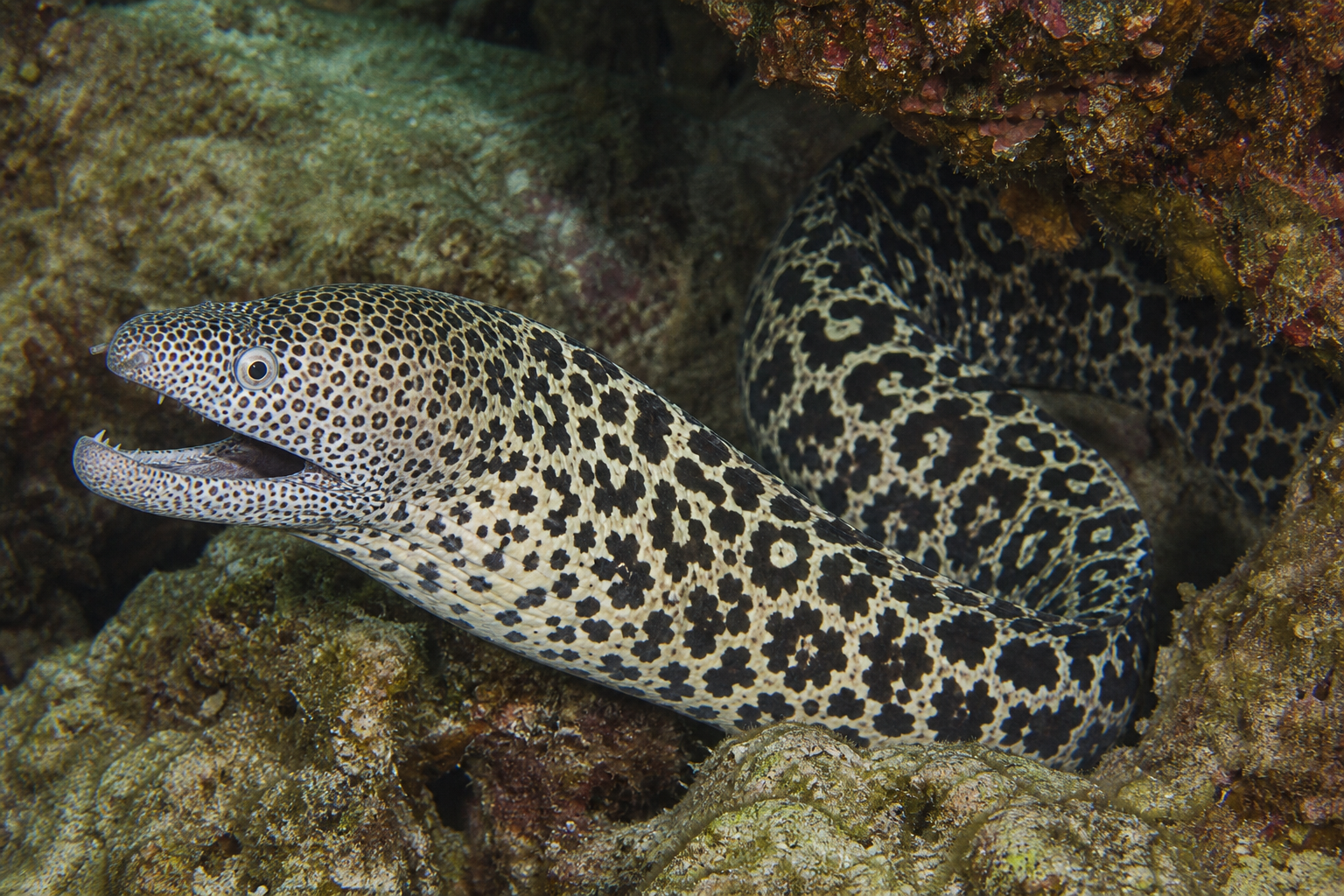 Murena malowana plamista (Siderea picta)