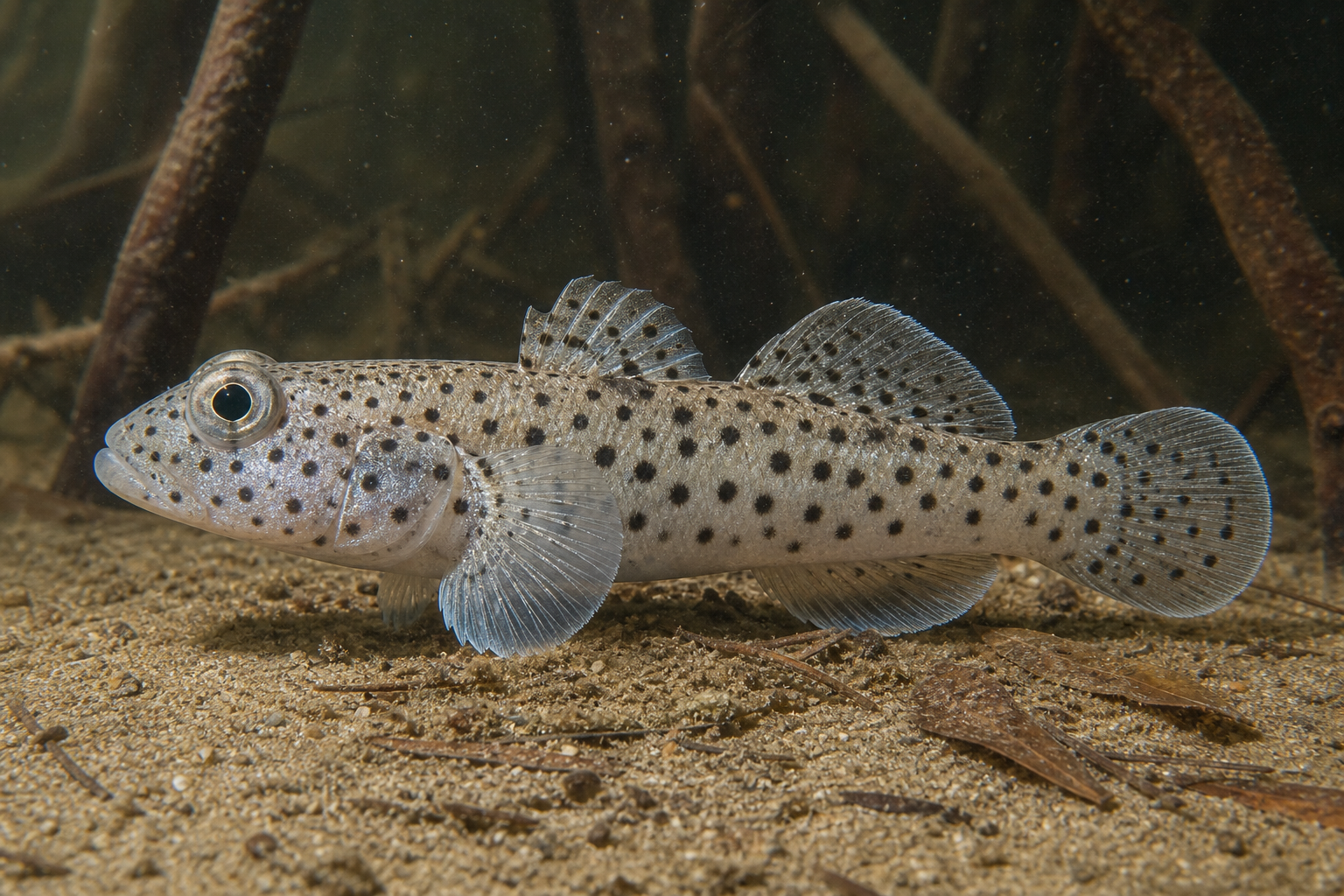 Knight Goby