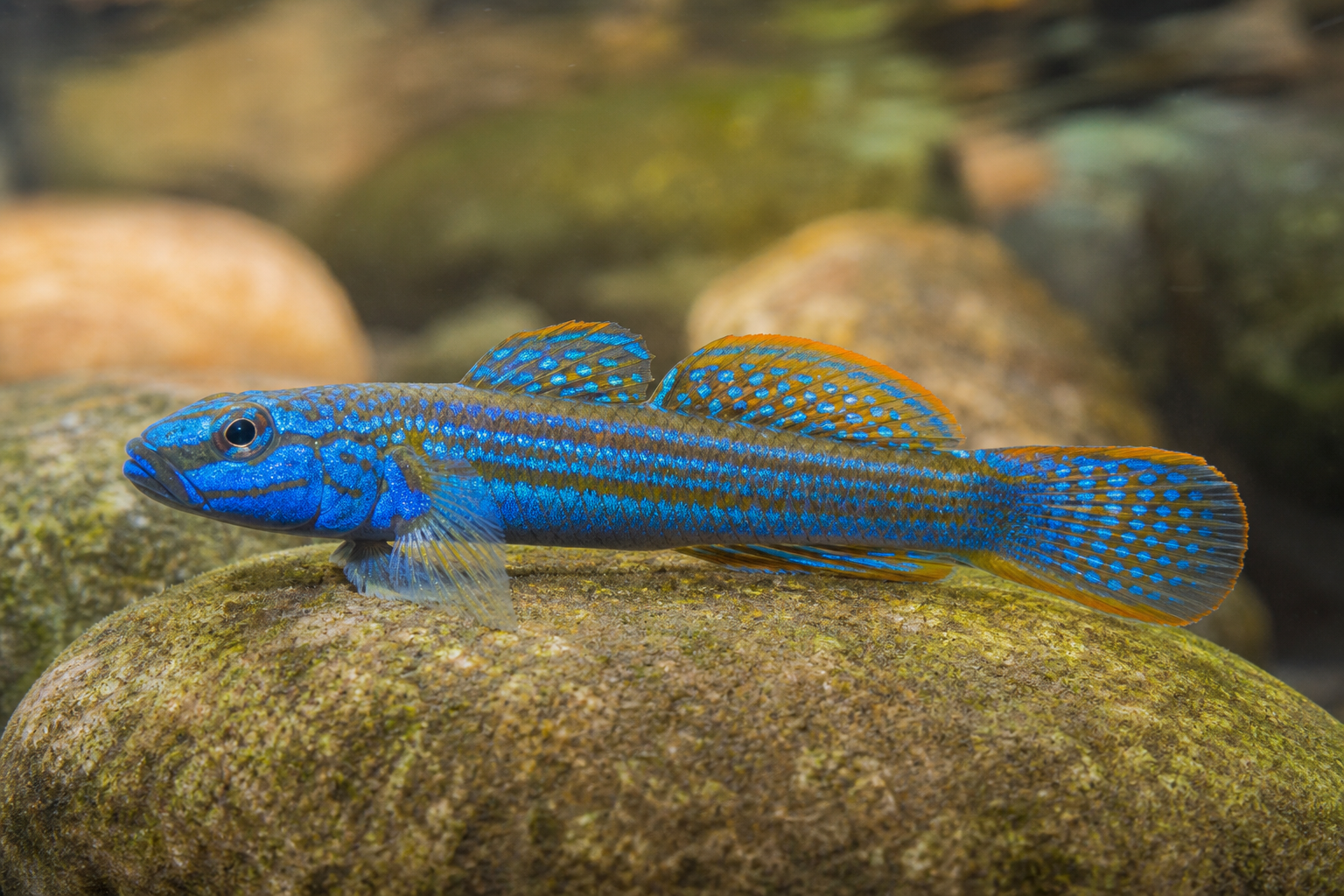 Annie's neon blue goby