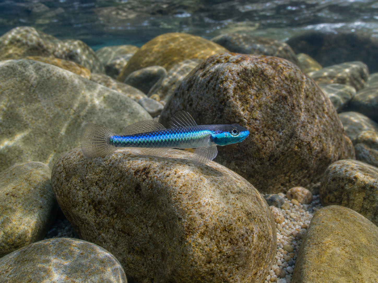 Gobie néon bleu (Stiphodon semoni) (Stiphodon semoni)