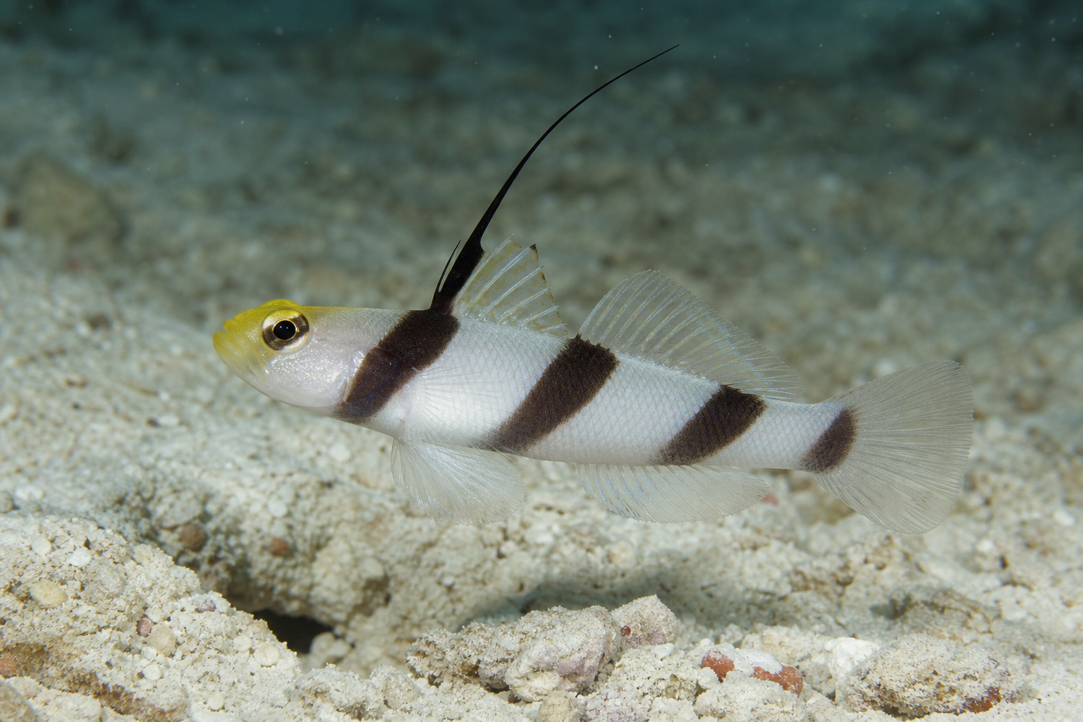 Fadenflossen-Wächtergrundel (Stonogobiops nematodes)