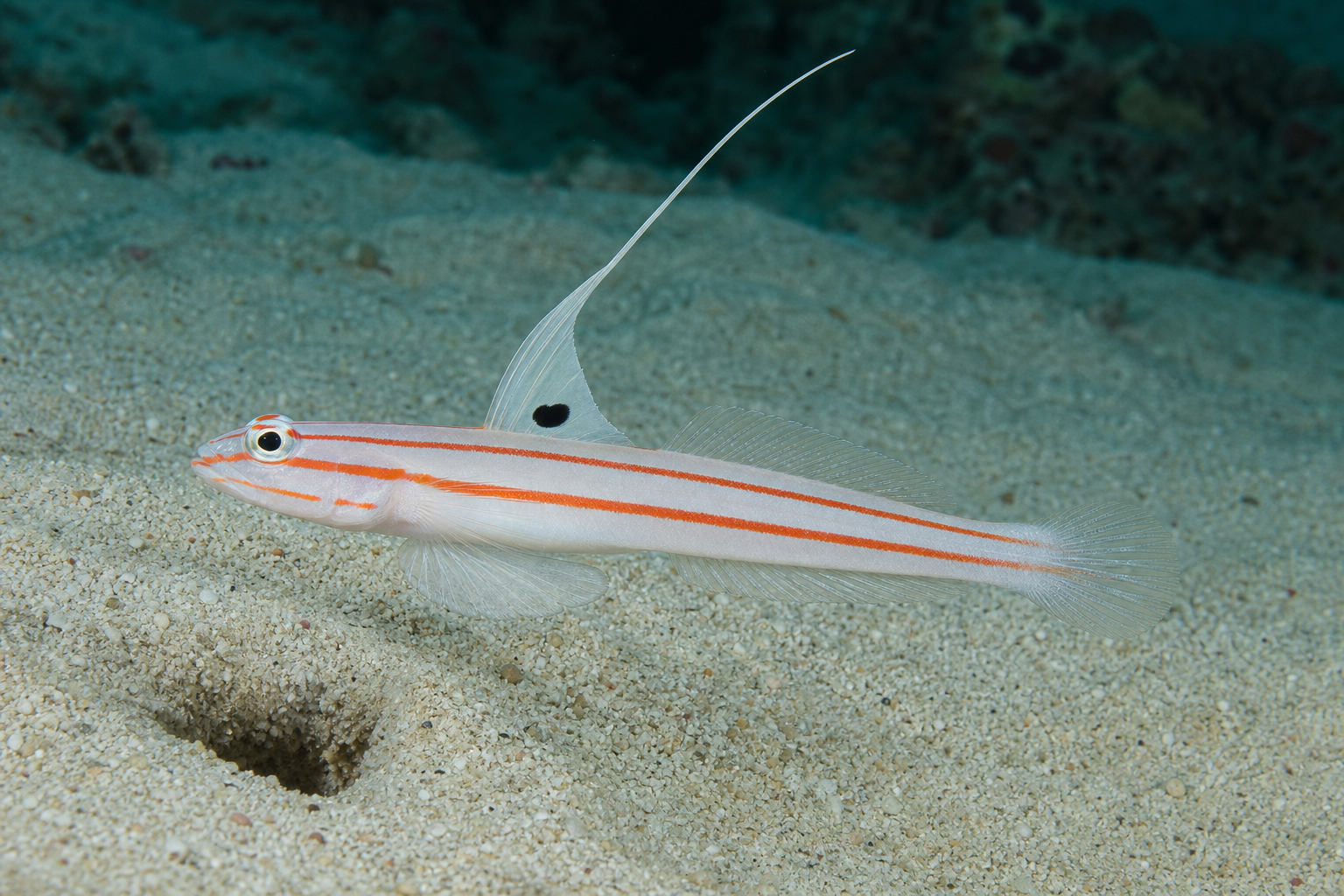 Yasha-grondel (Stonogobiops yasha)