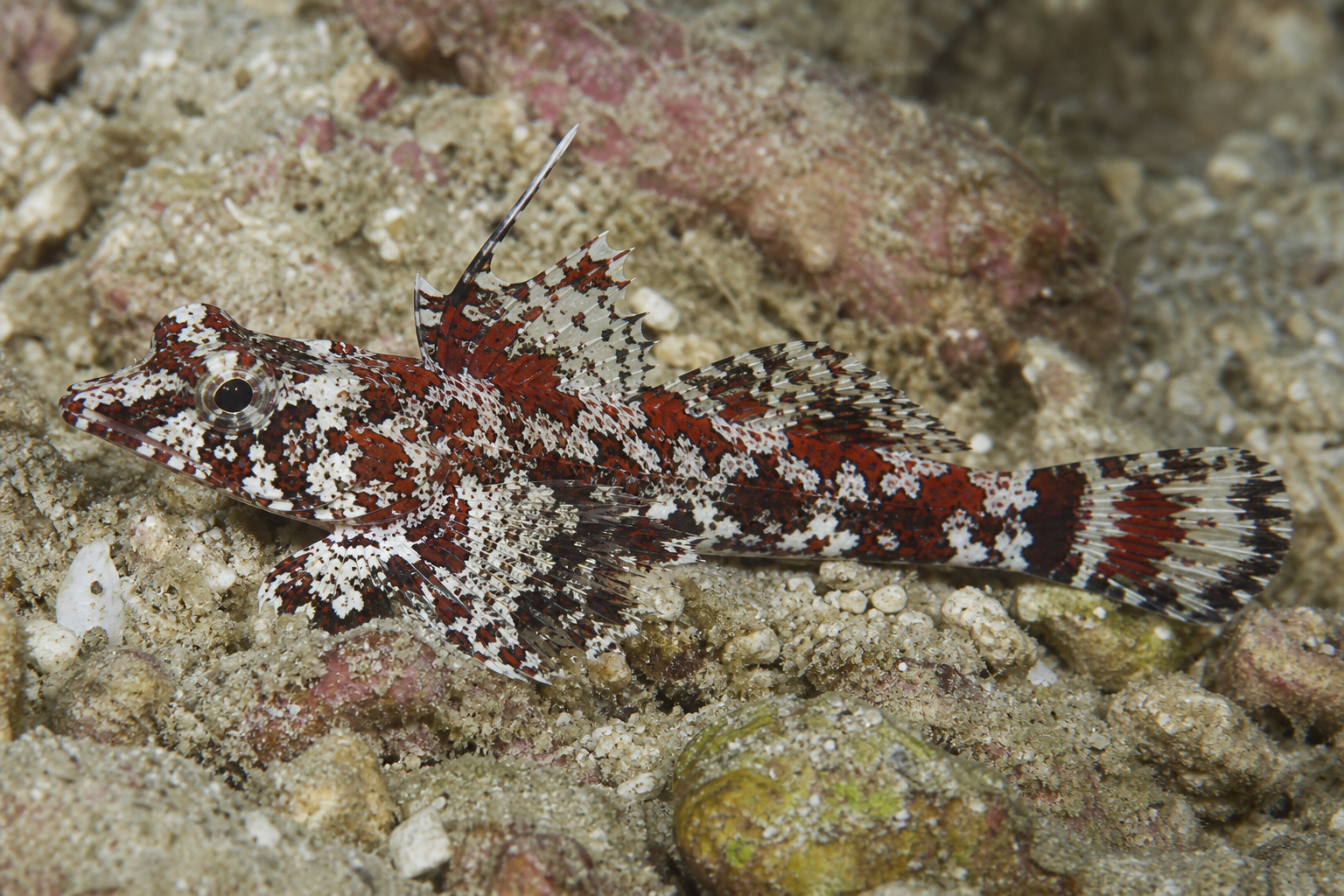 Mandarin marbré (Synchiropus marmoratus)