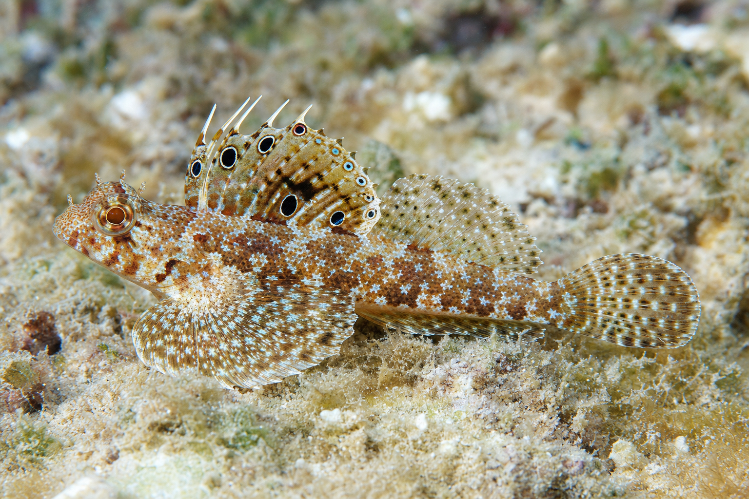 Augenfleck-Leierfisch (Synchiropus ocellatus)