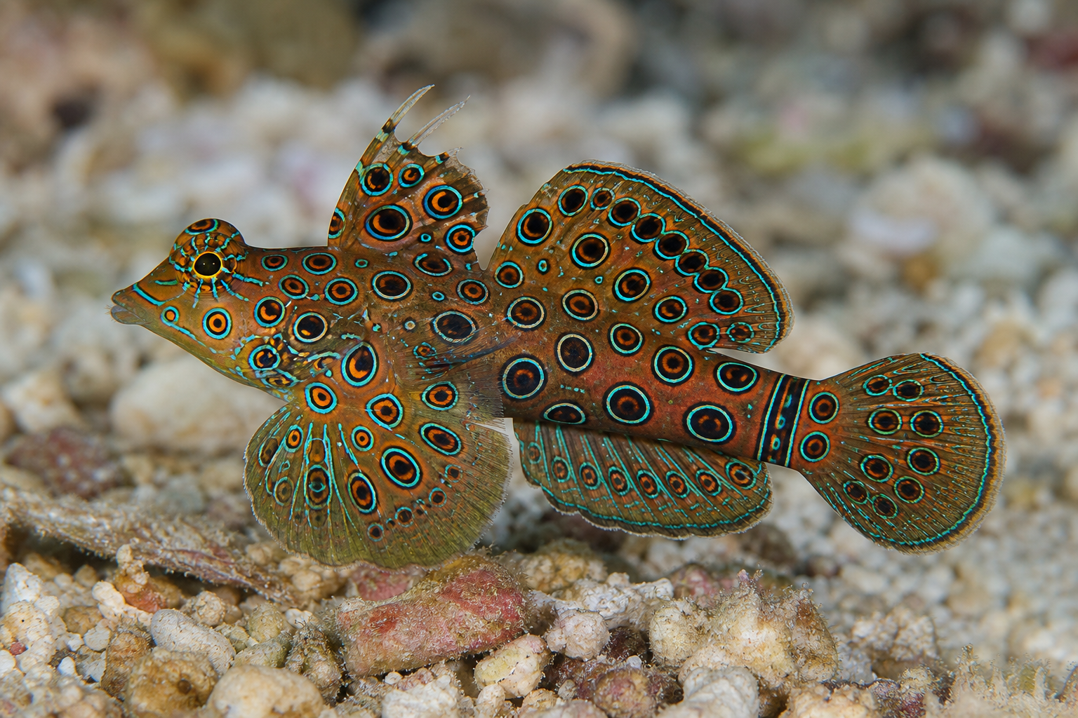 Mandarin picturatus (Synchiropus picturatus)