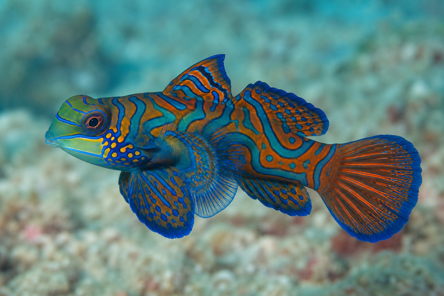 Mandarin dragonet (Synchiropus splendidus)