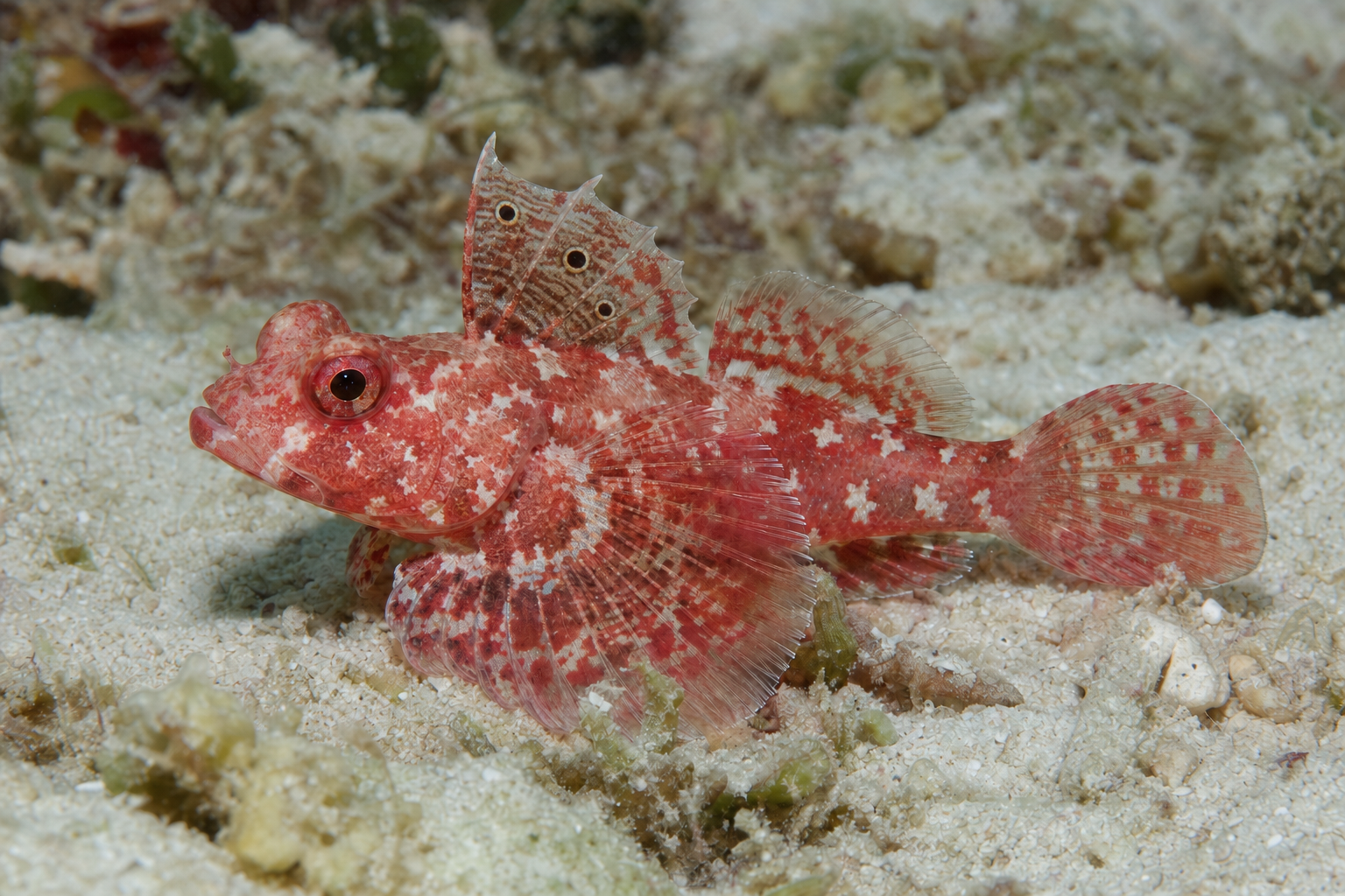 Mandaryn gwiaździsty (Synchiropus stellatus)