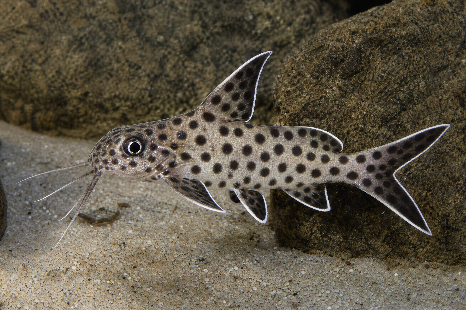 Dwarf synodontis (Synodontis lucipinnis)