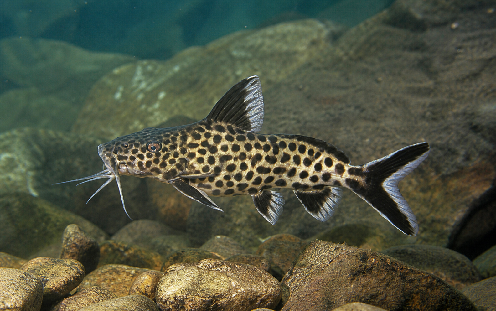 Synodontis polli (Synodontis polli)