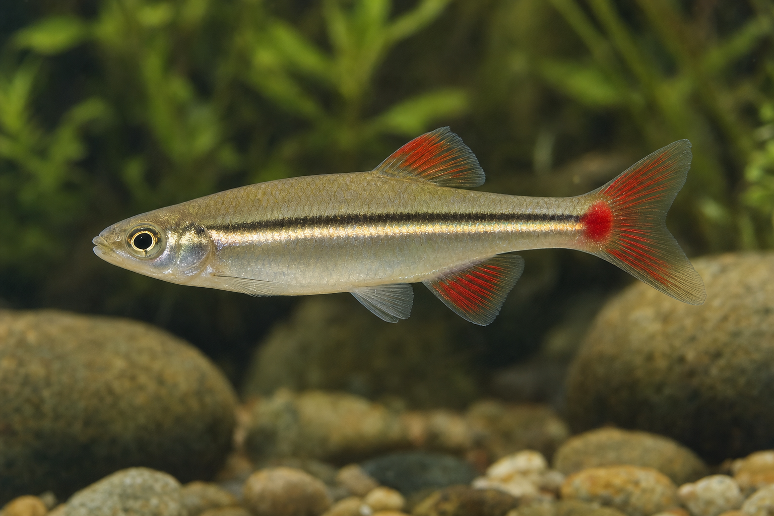 Chinese kardinaalvis (Tanichthys albonubes)
