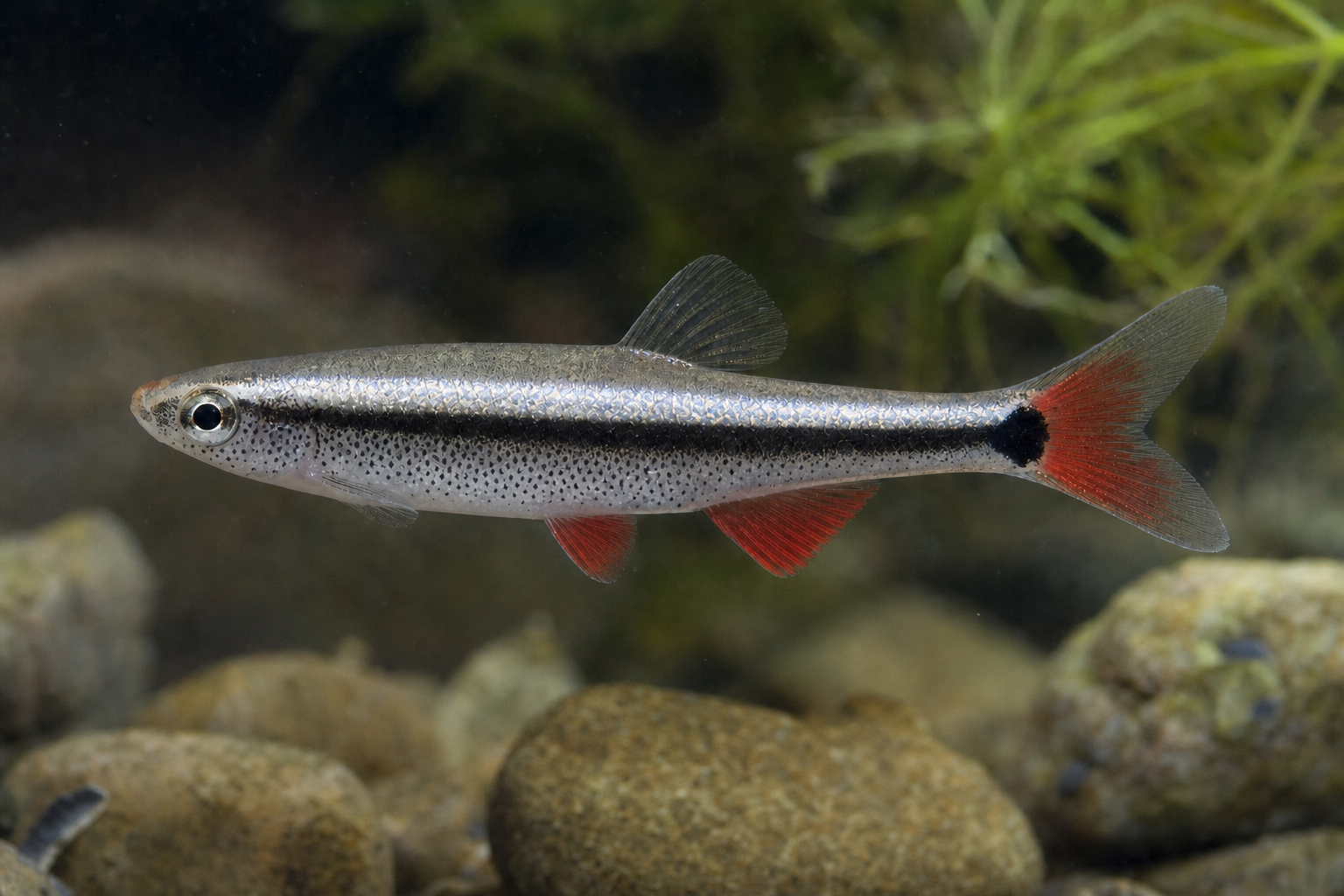 Vietnamesischer Kardinalfisch (Tanichthys micagemmae)