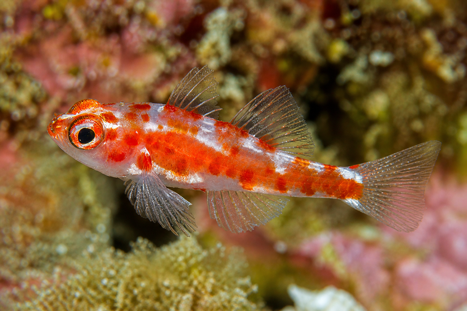 Góbio-pigmeu-de-pintas-vermelhas (Trimma rubromaculatum)