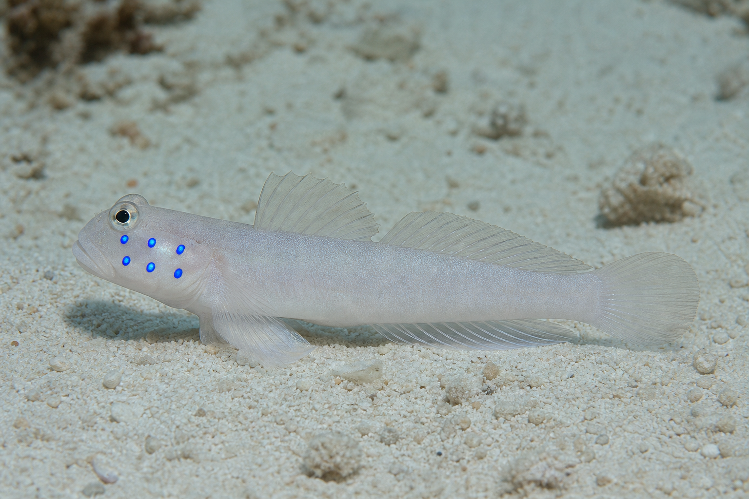 Ghiozzo dormiente a sei macchie (Valenciennea sexguttata)