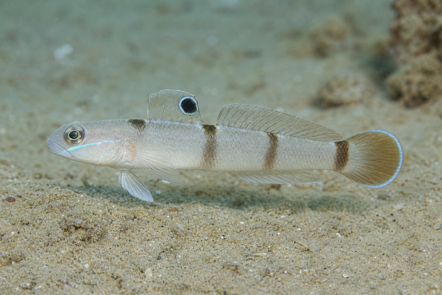 Gobio durmiente de Ward (Valenciennea wardii)