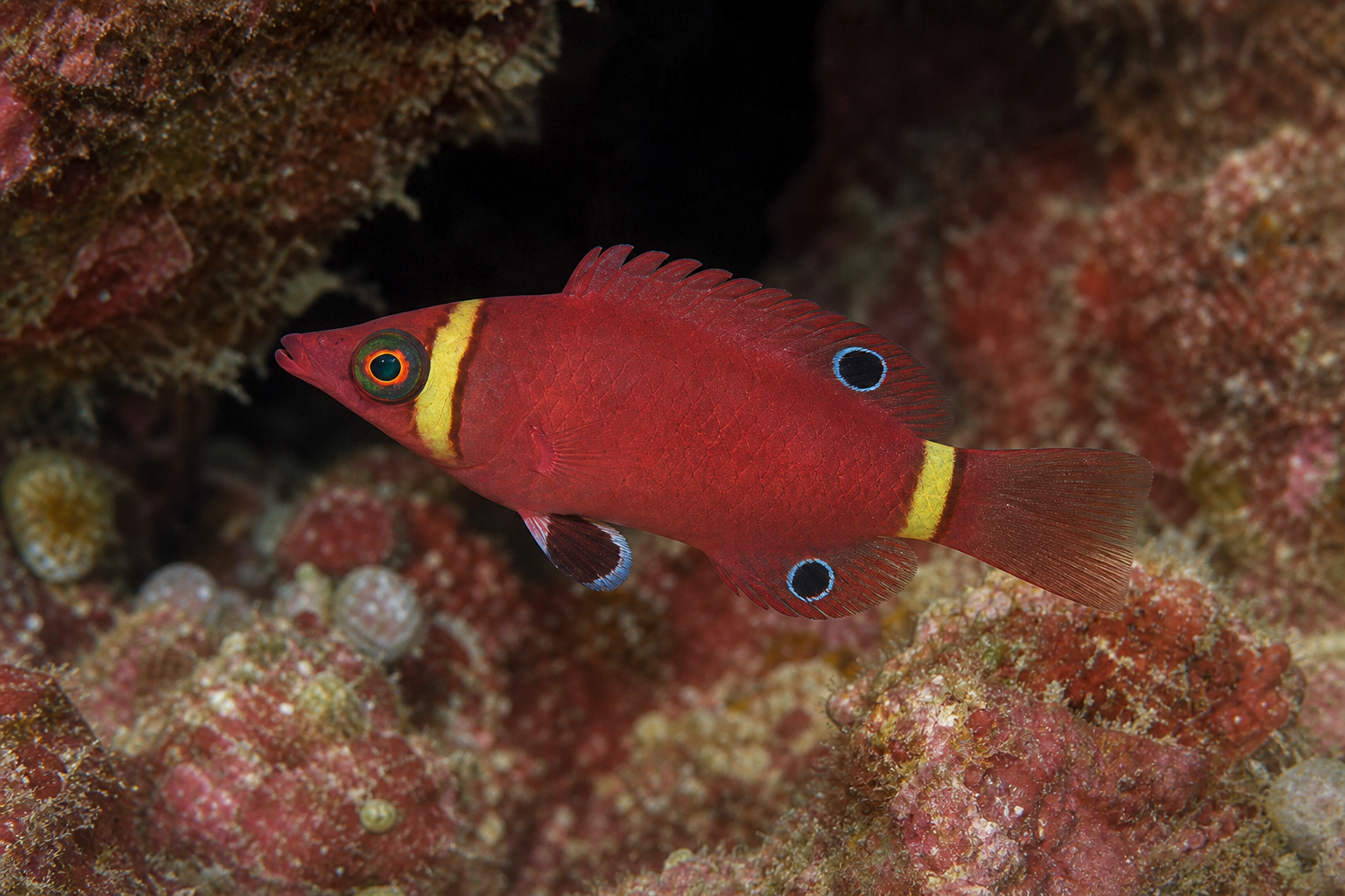 Possum wrasse