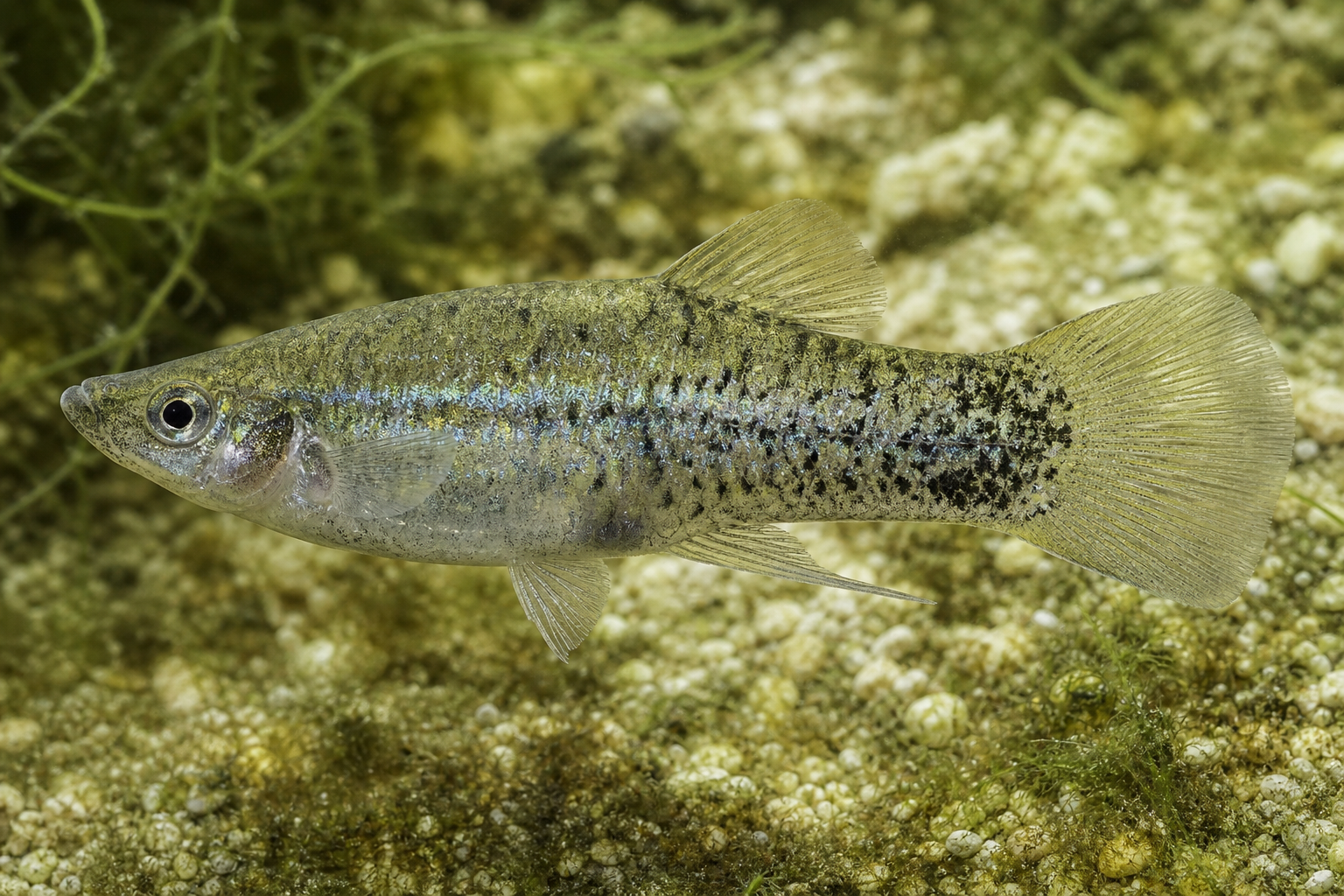 Variable Platy (Xiphophorus variatus)