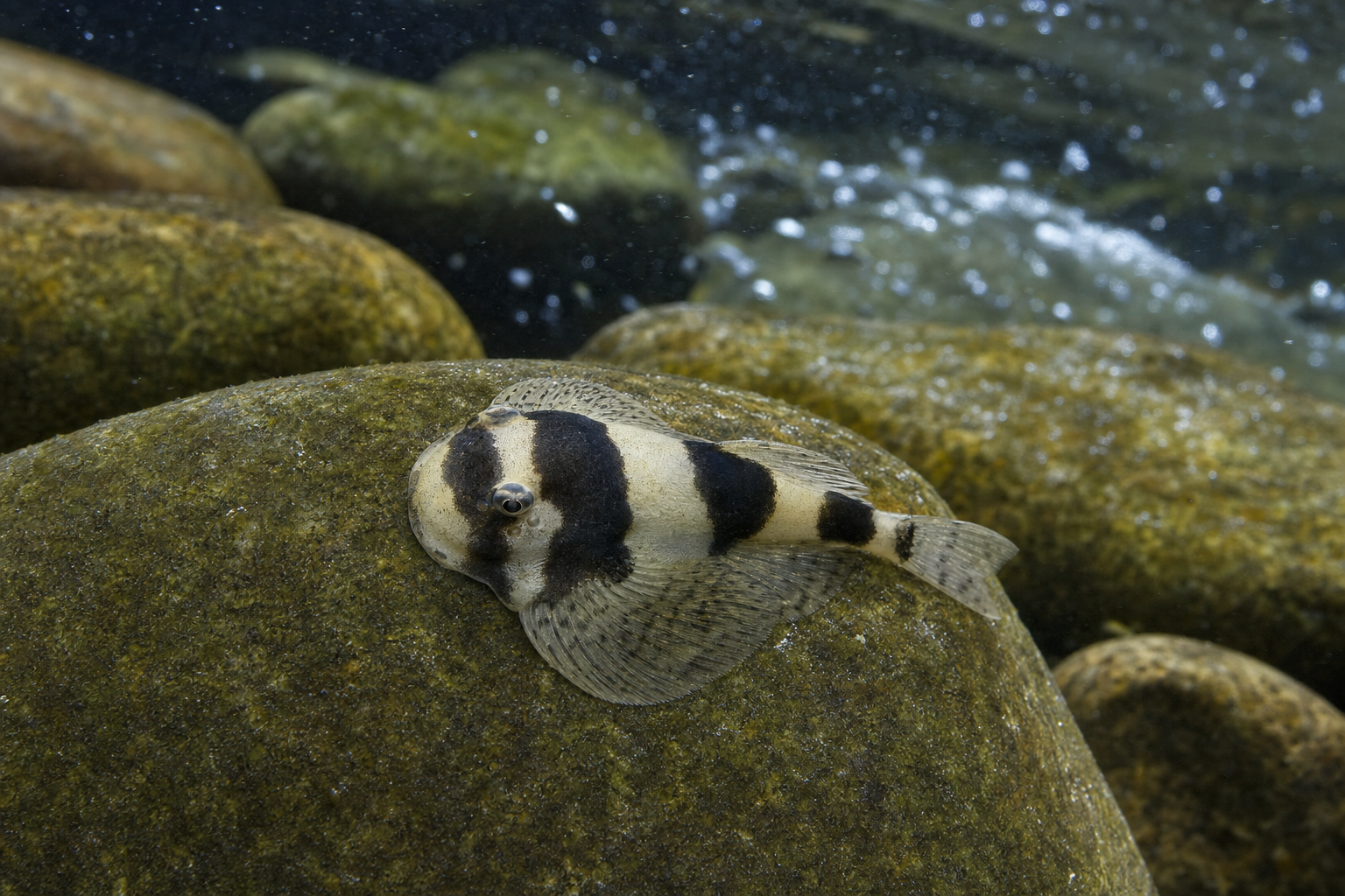 Panda-Prachtflossensauger