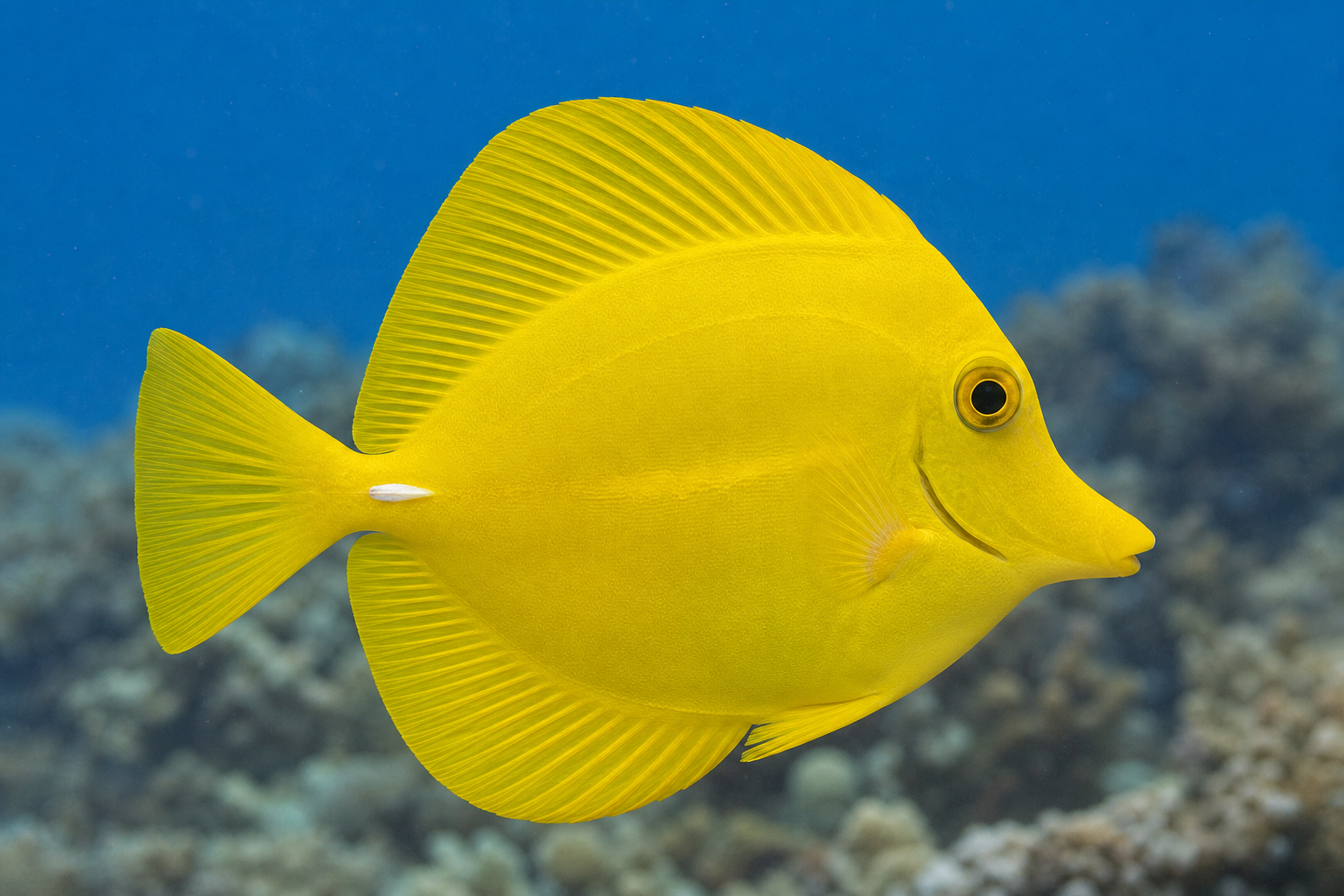 Yellow tang (Zebrasoma flavescens)