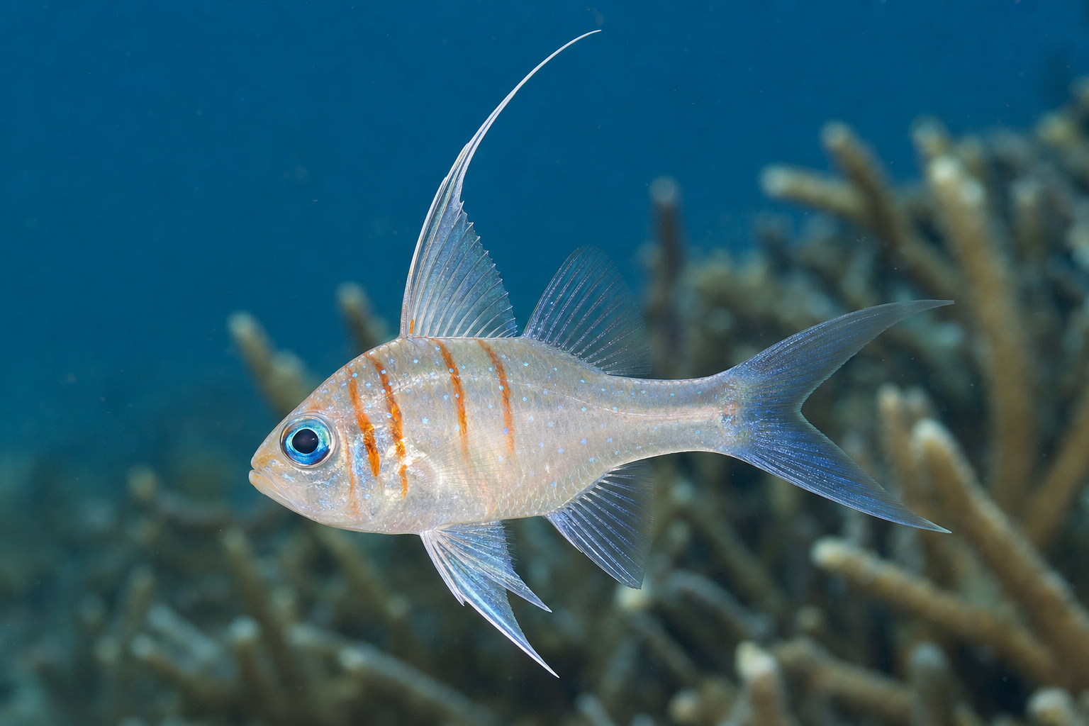 Threadfin cardinalfish (Zoramia leptacanthus)