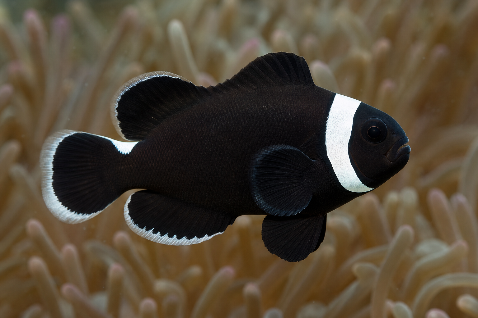 Black Misbar