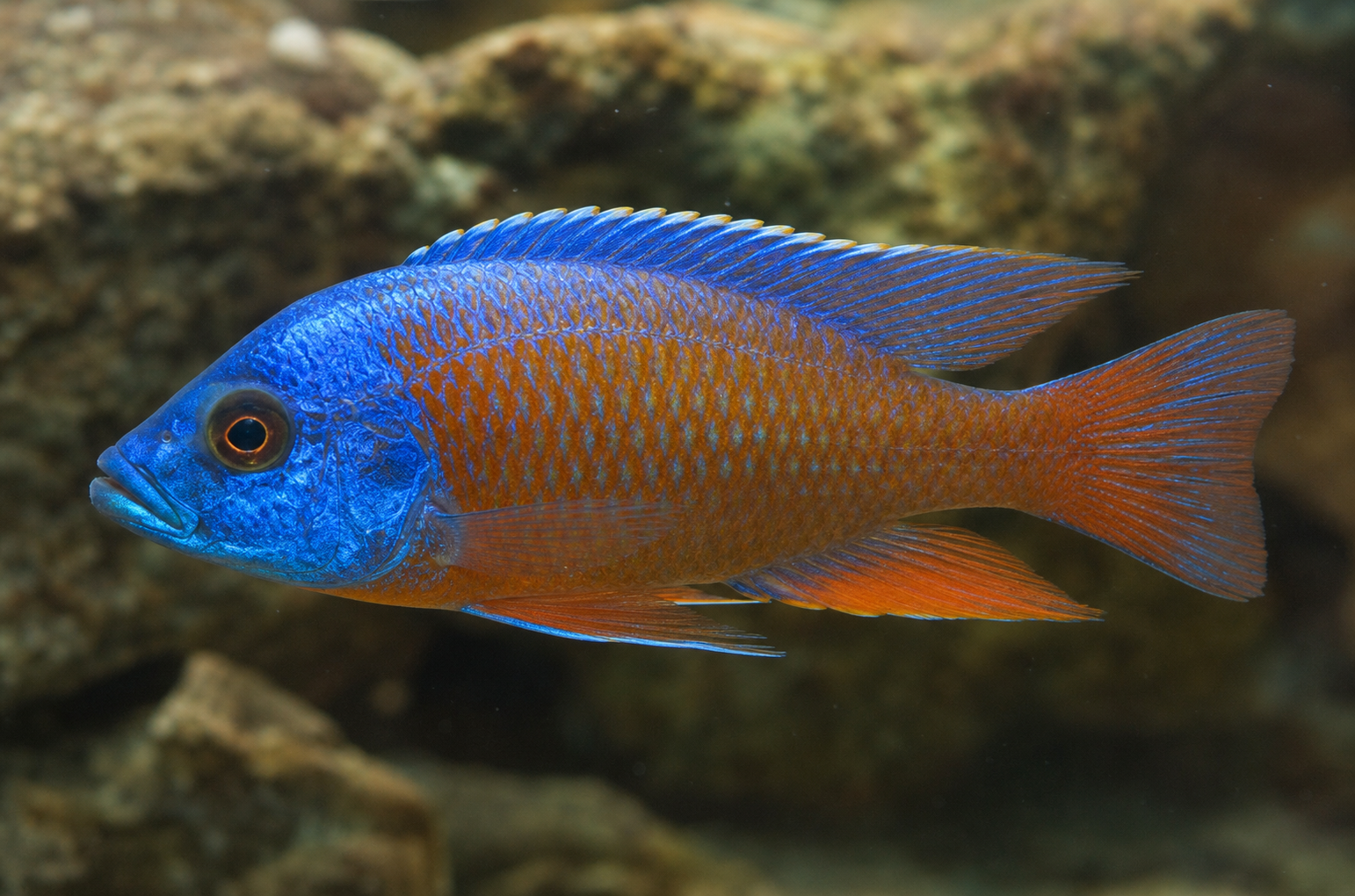 Kadango Red