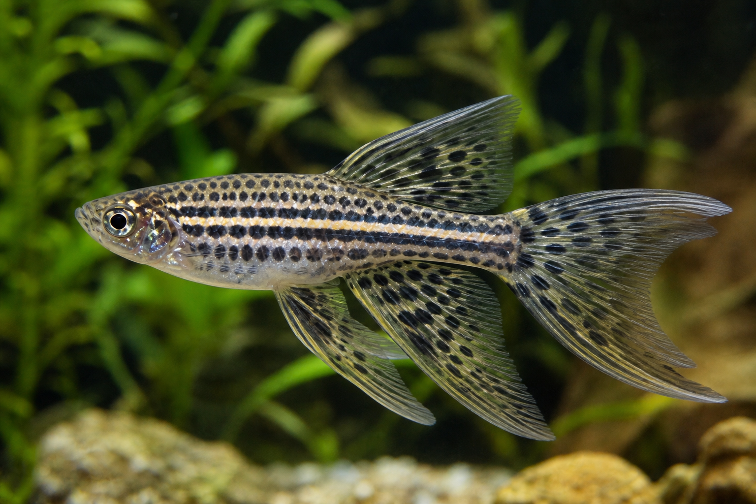 Leopard Veiltail